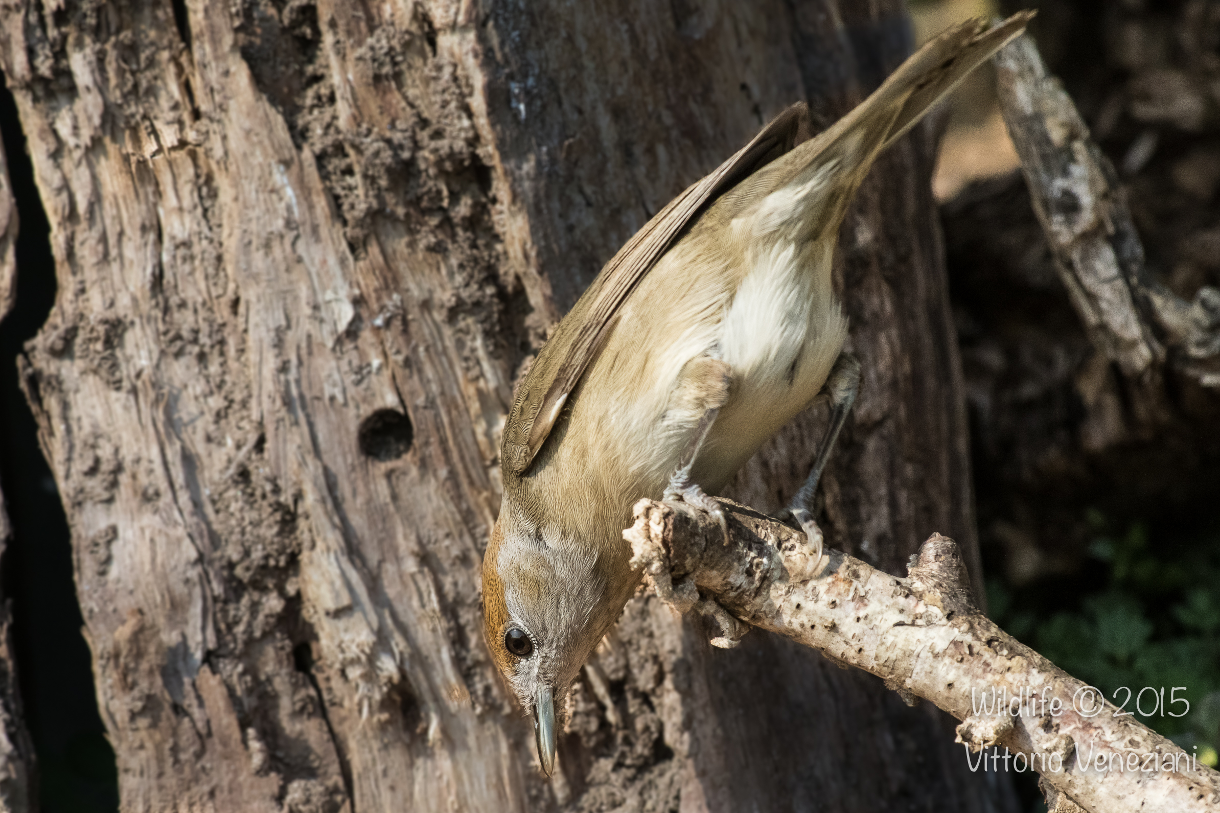 ...ma cosa c'è li sotto?