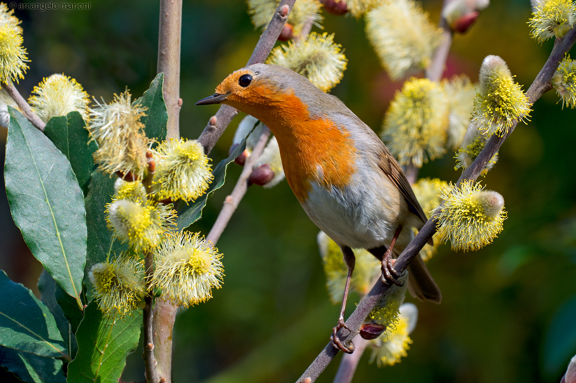 Robin among the flowers