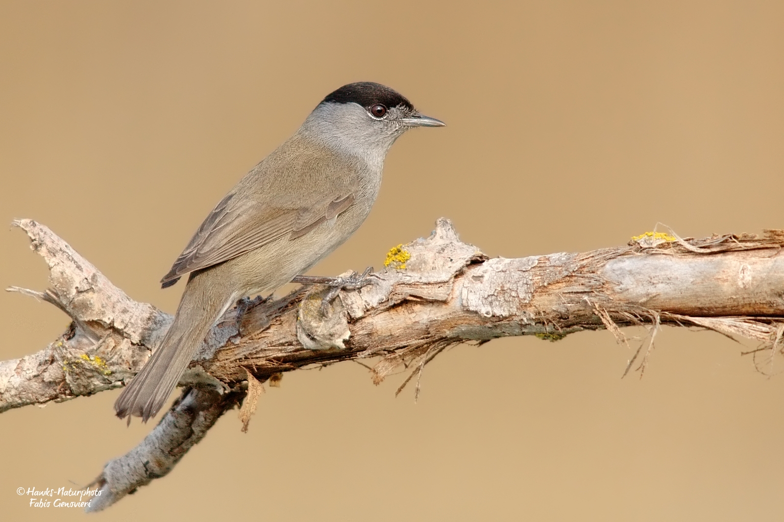 Blackcap