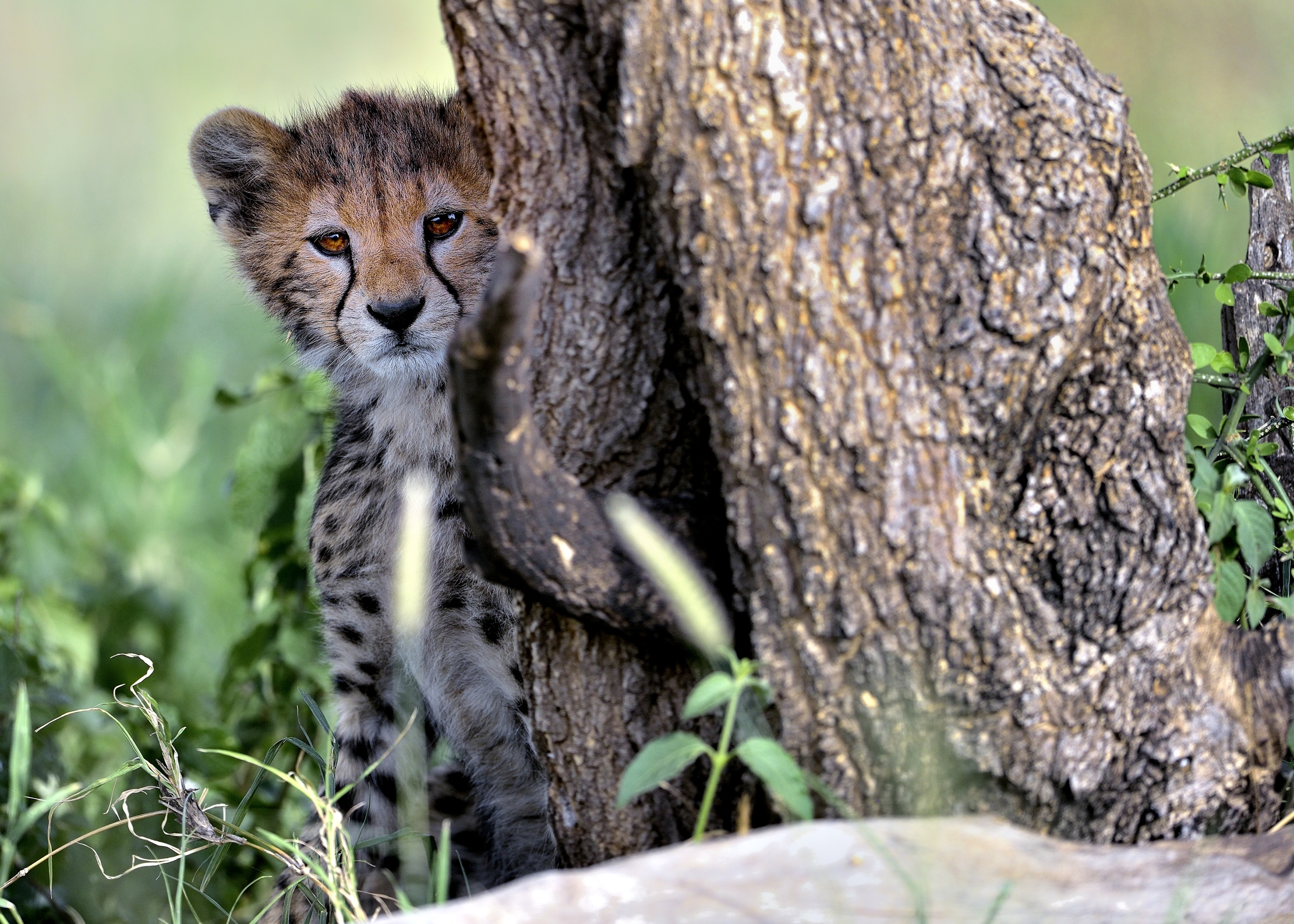 Tanzania 2015 - Cucu'!!