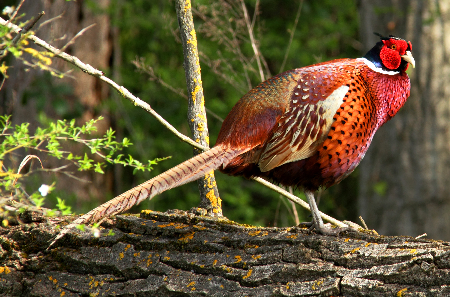Fagiano nel pioppeto 3