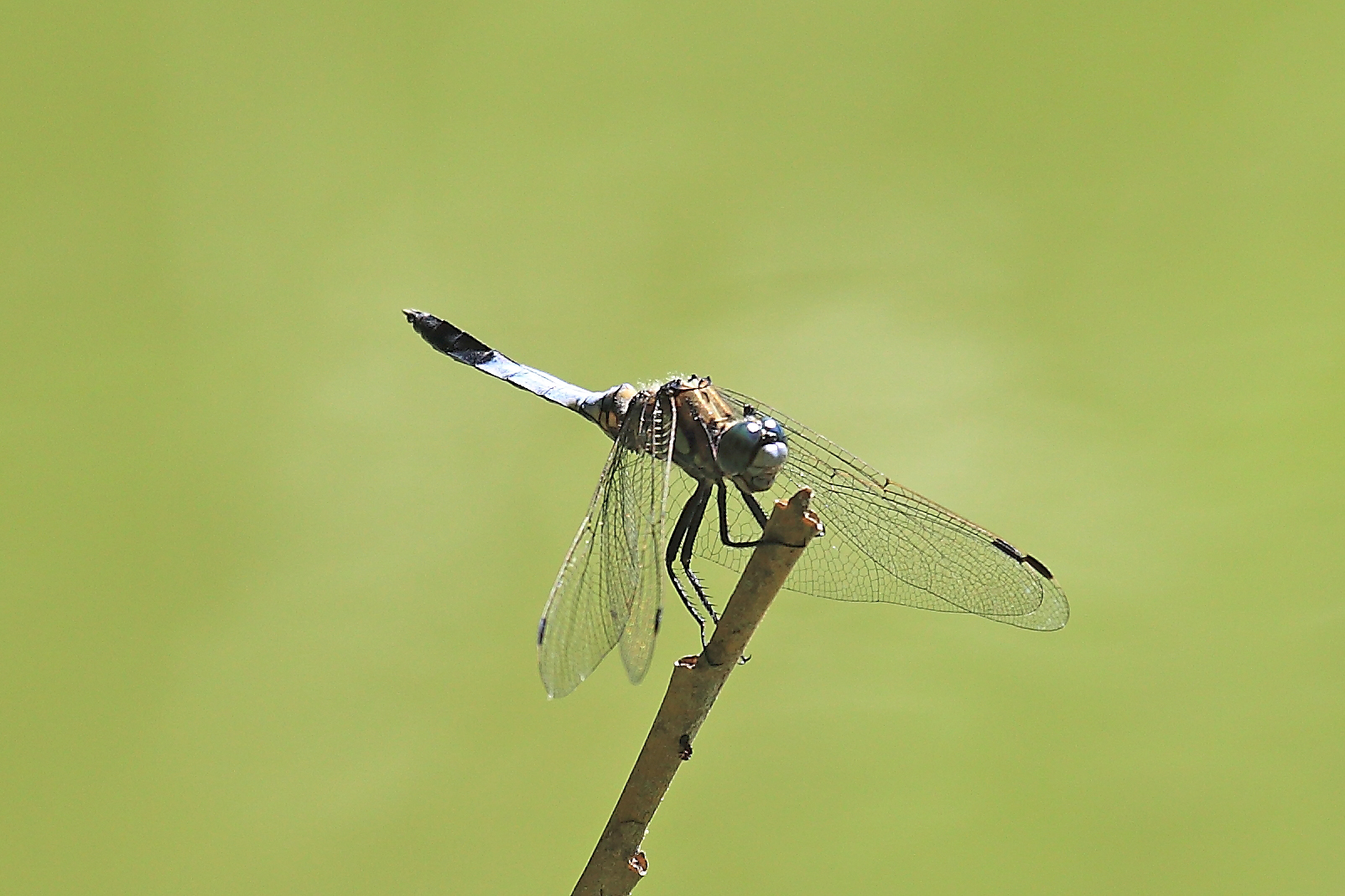 libellula