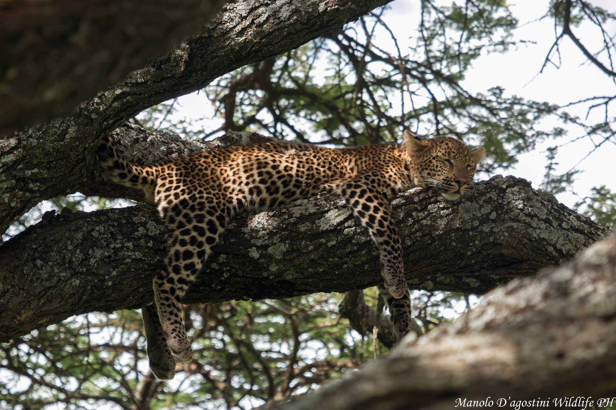 Penichella pomeridiana