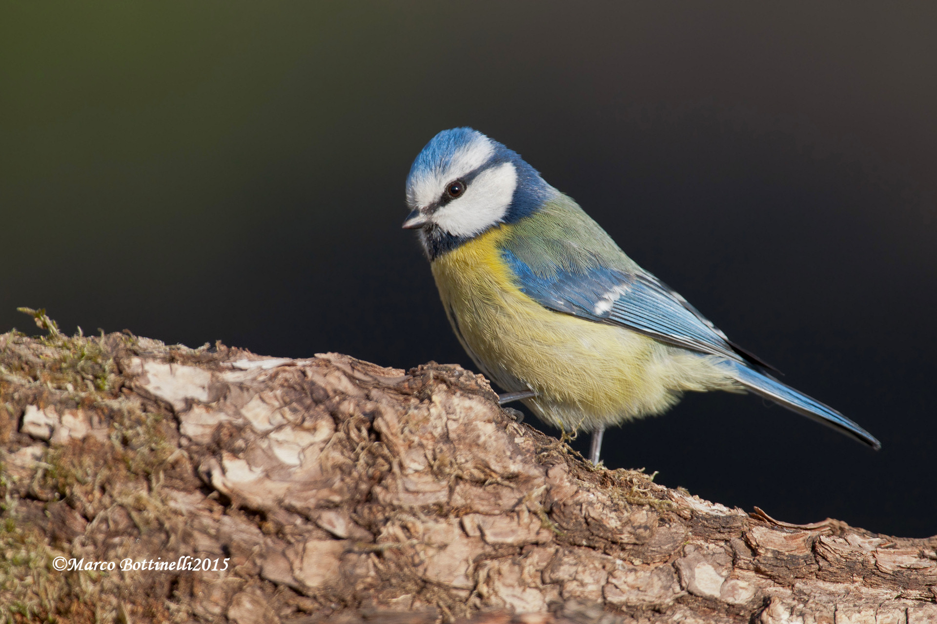 The last season of the blue tit