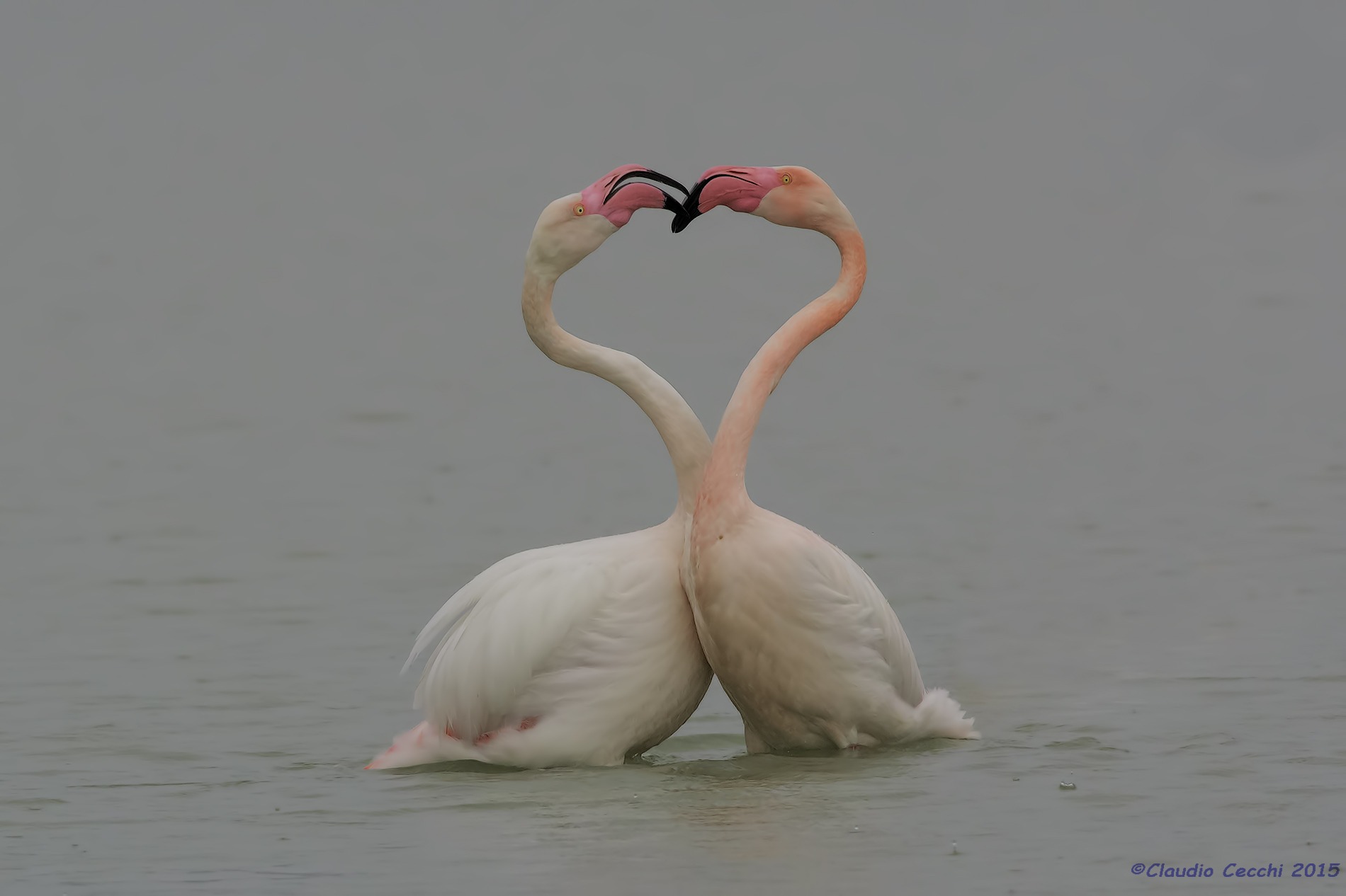 heart of flamingo