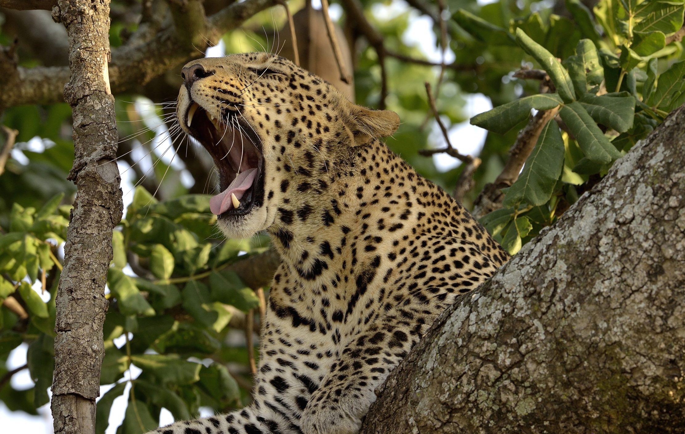 Tanzania 2015 - Sbadiglio