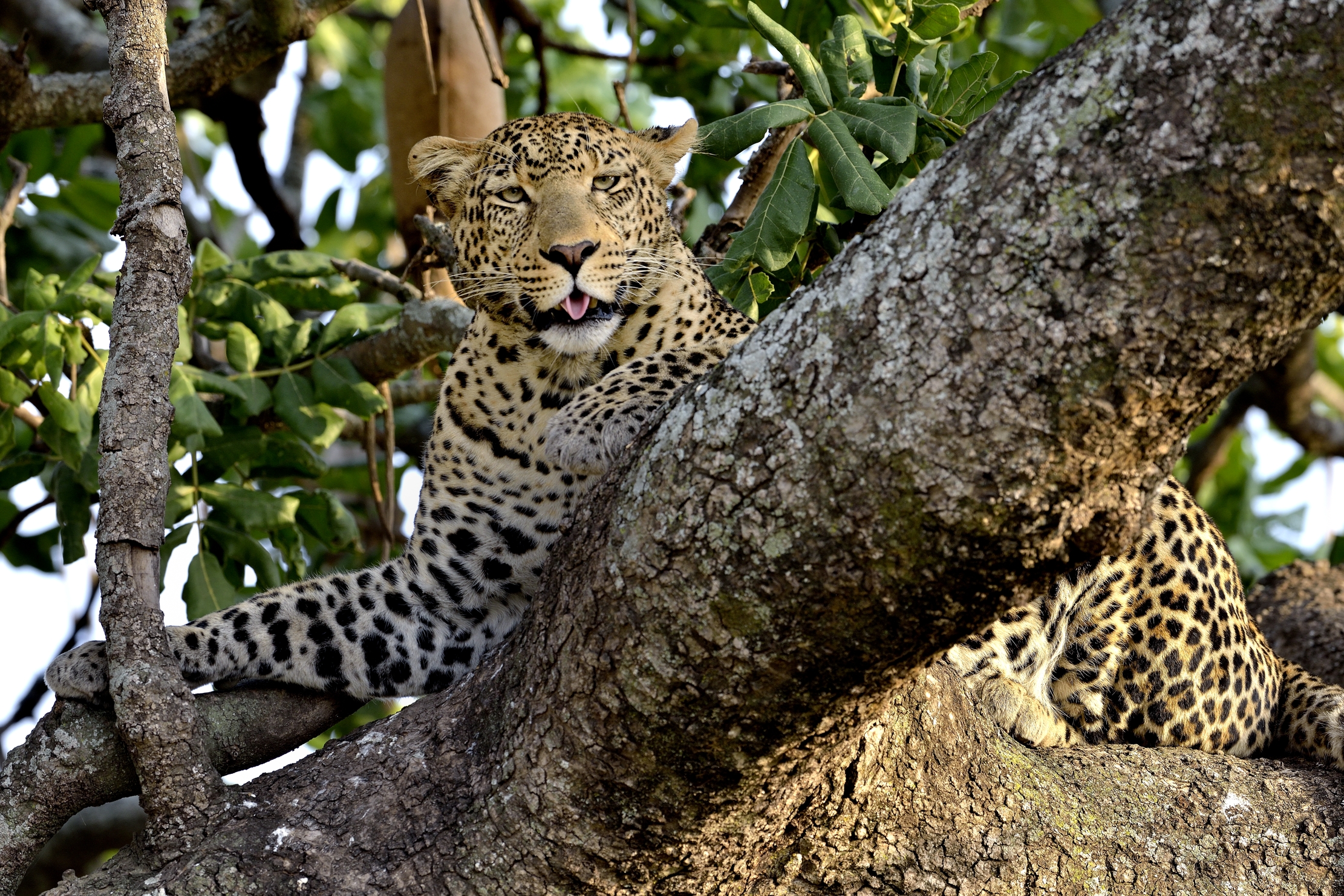 Tanzania 2015 - Prrr