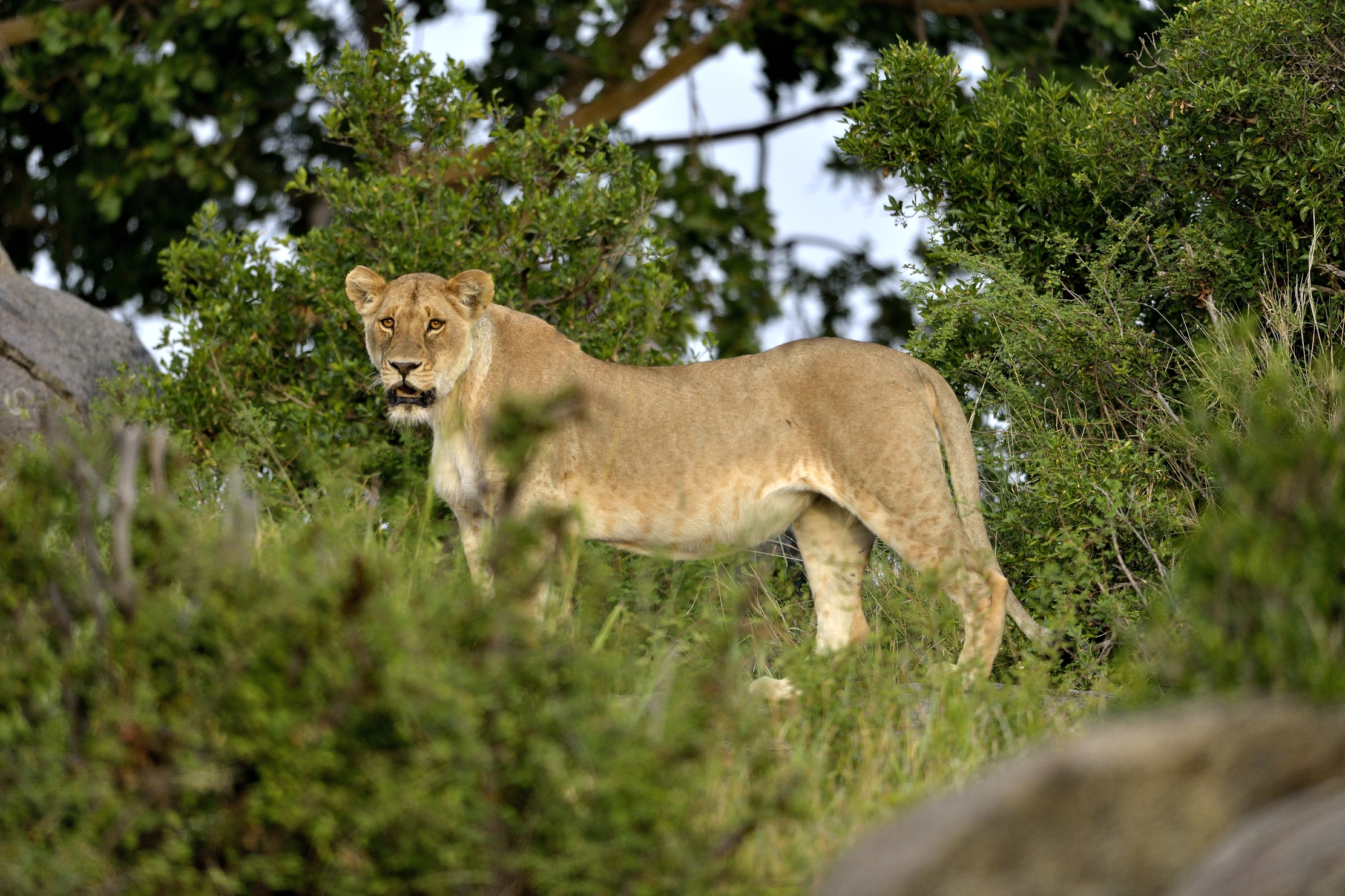 Tanzania 2015 - Leonessa