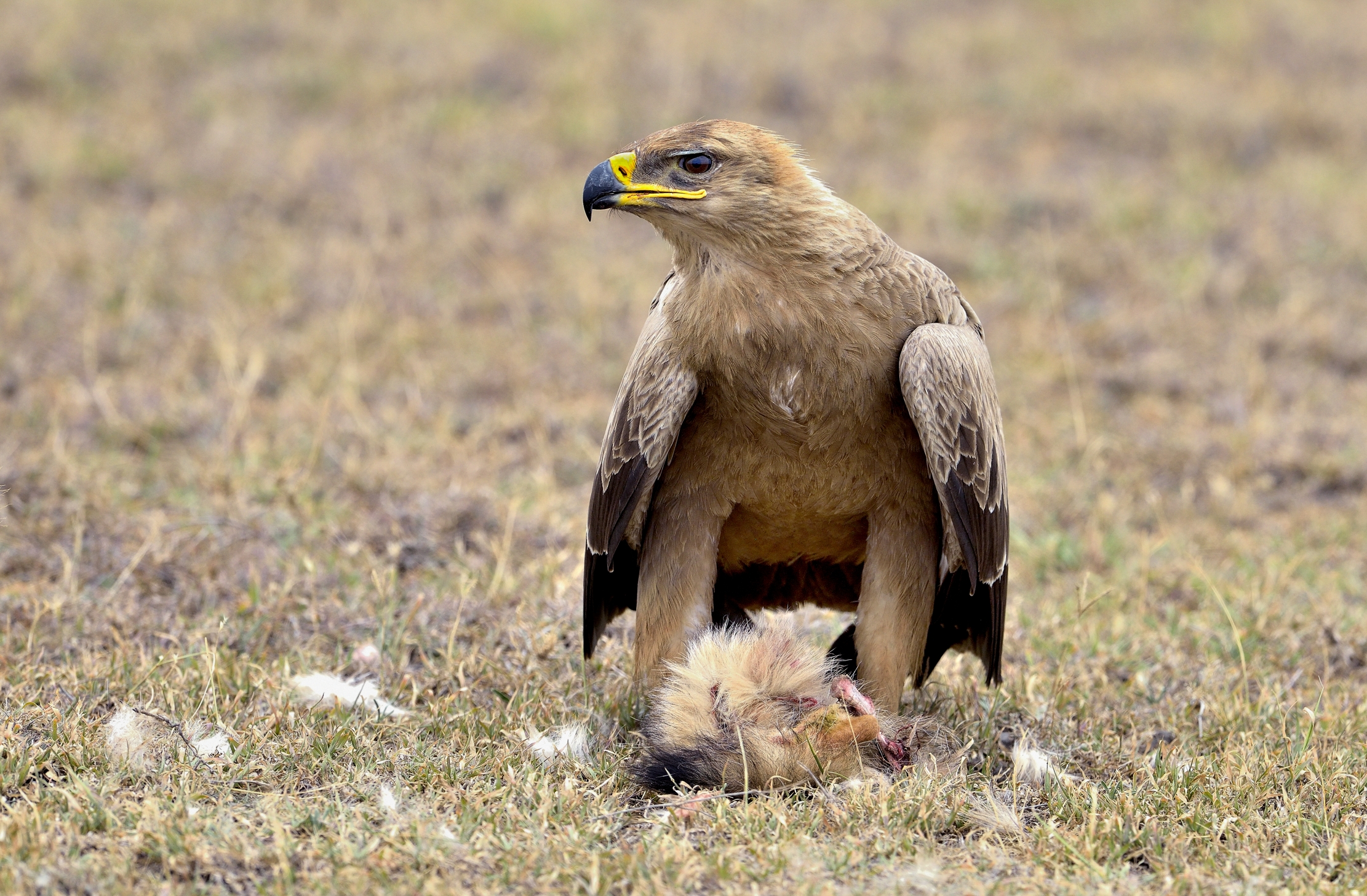 Tanzania 2015 - Aquila della steppa con preda