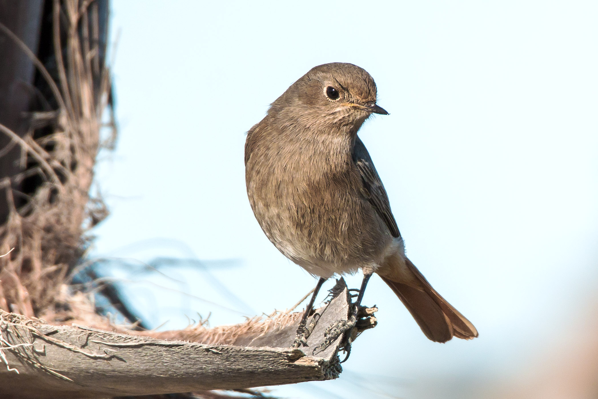 Black Redstart