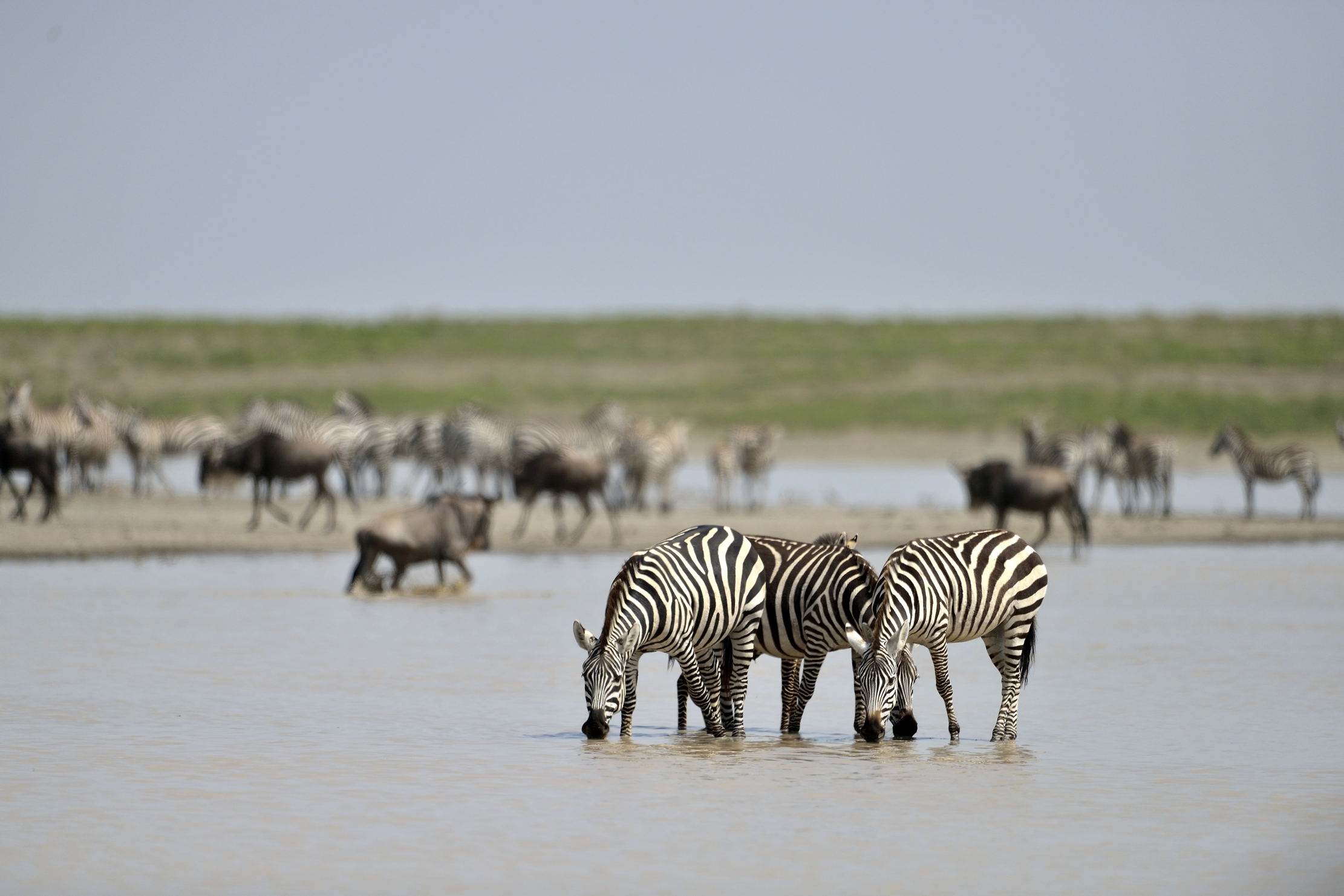 Tanzania 2015 - Migrazione