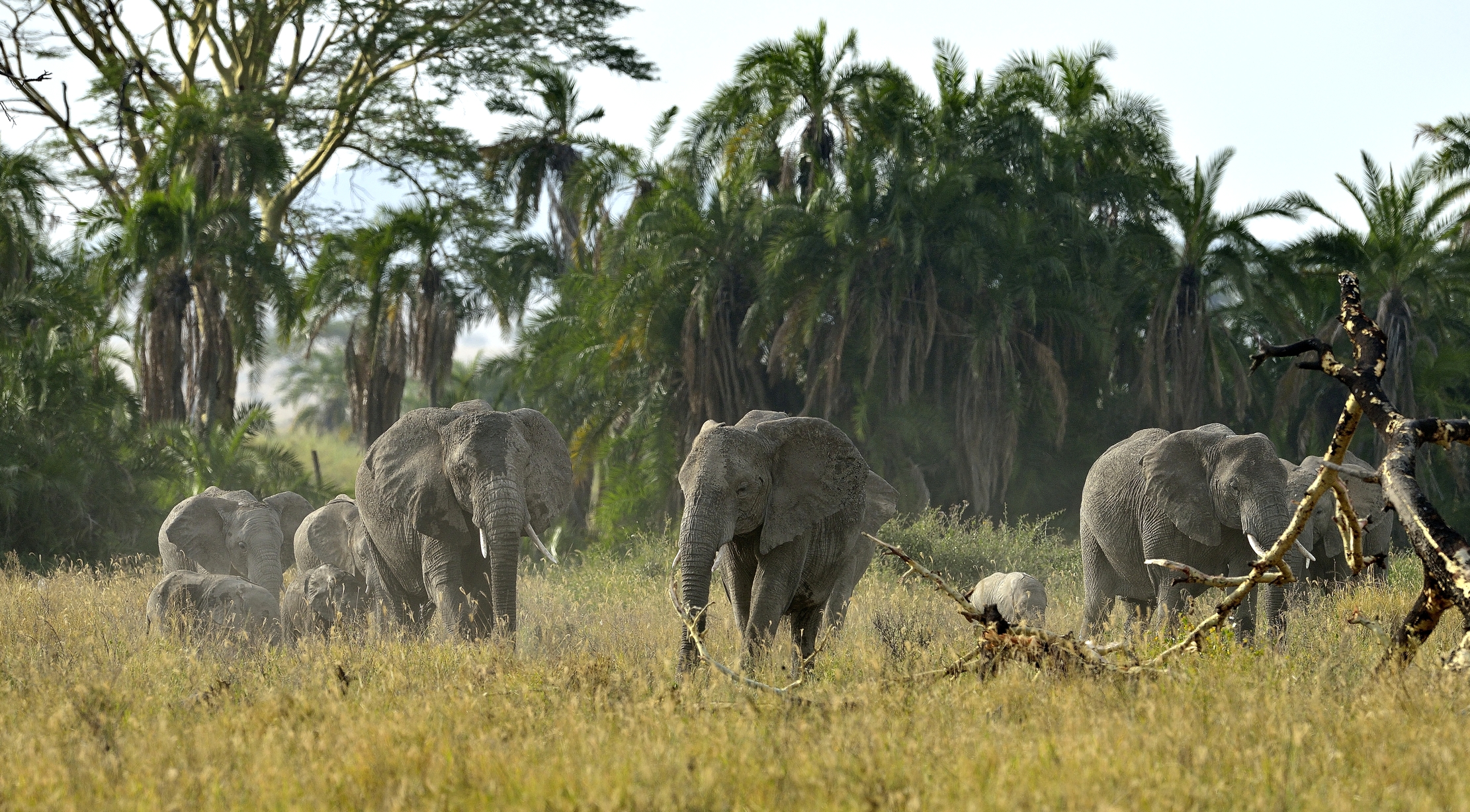 Tanzania 2015 - Elefanti