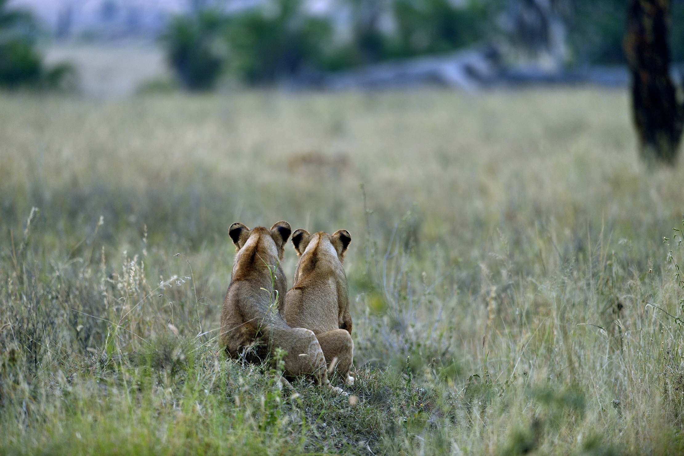 Tanzania 2015 - La coppia