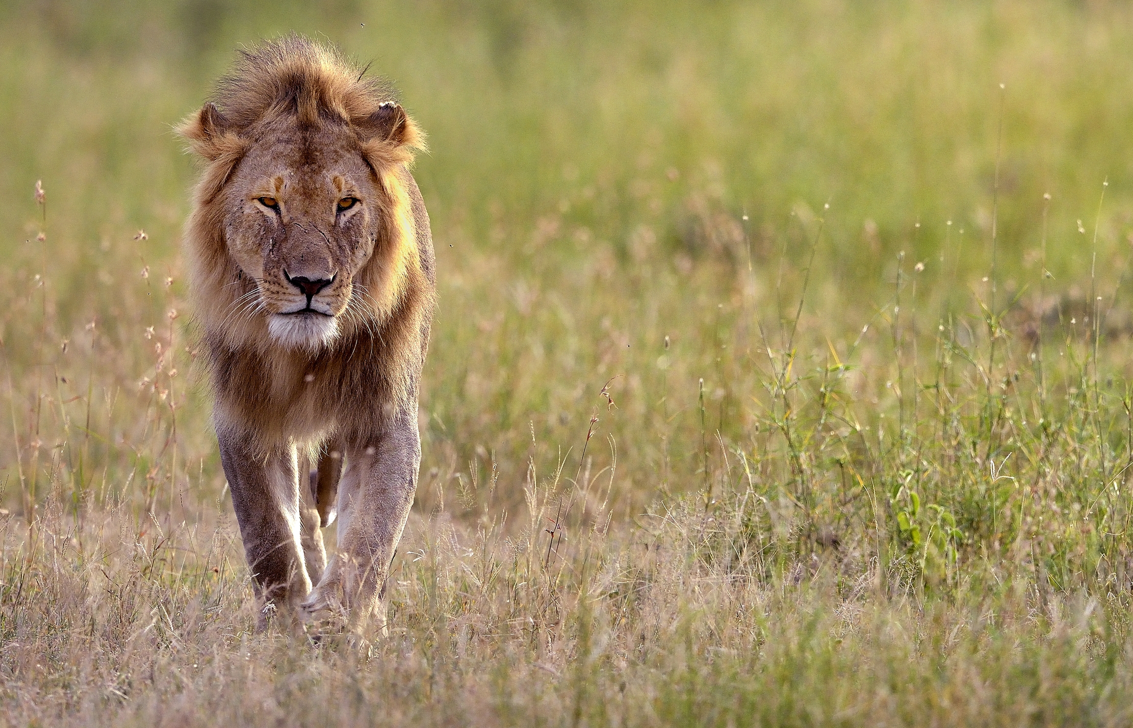 Tanzania 2015 - Leggiadro