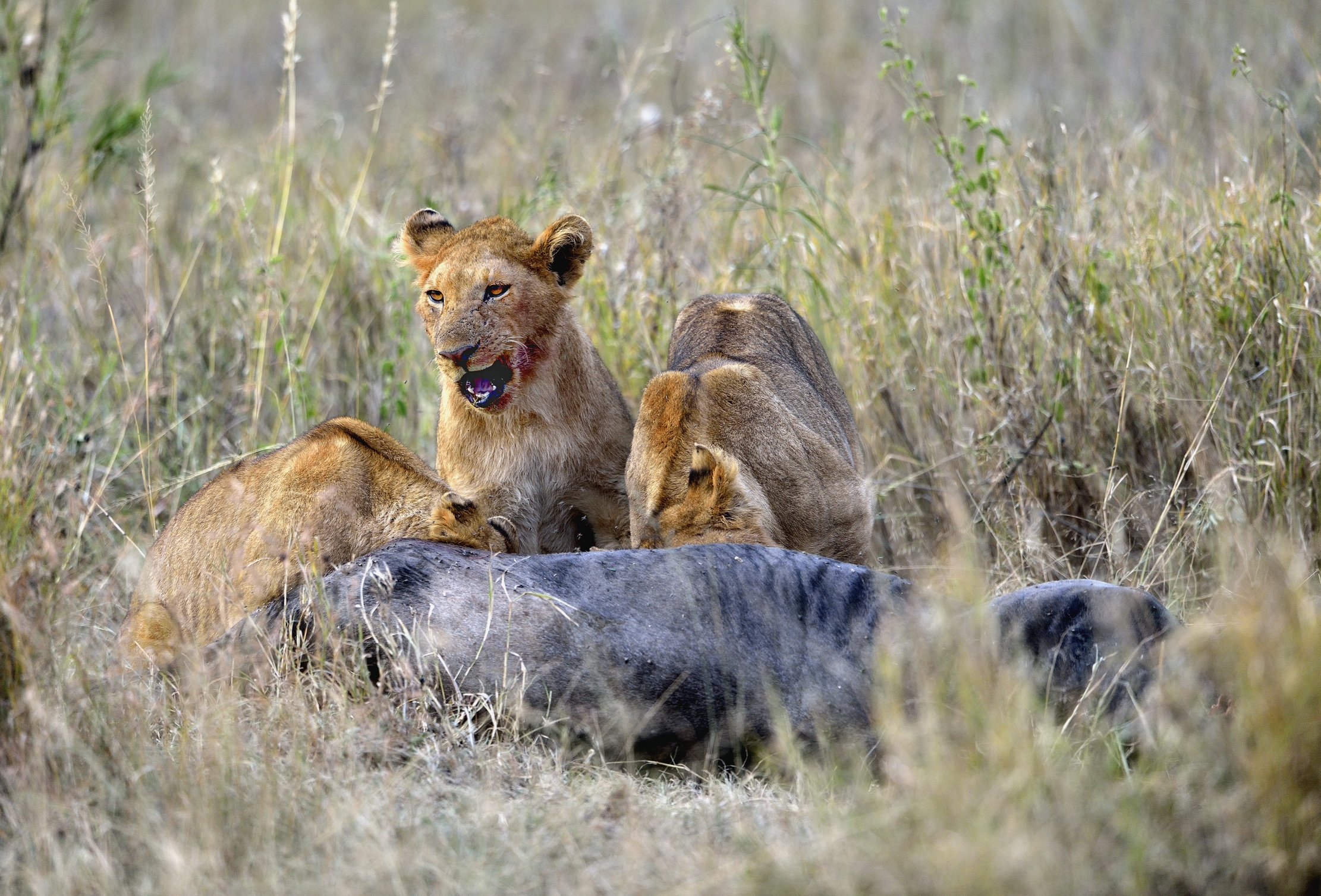 Tanzania 2015 - Con la preda