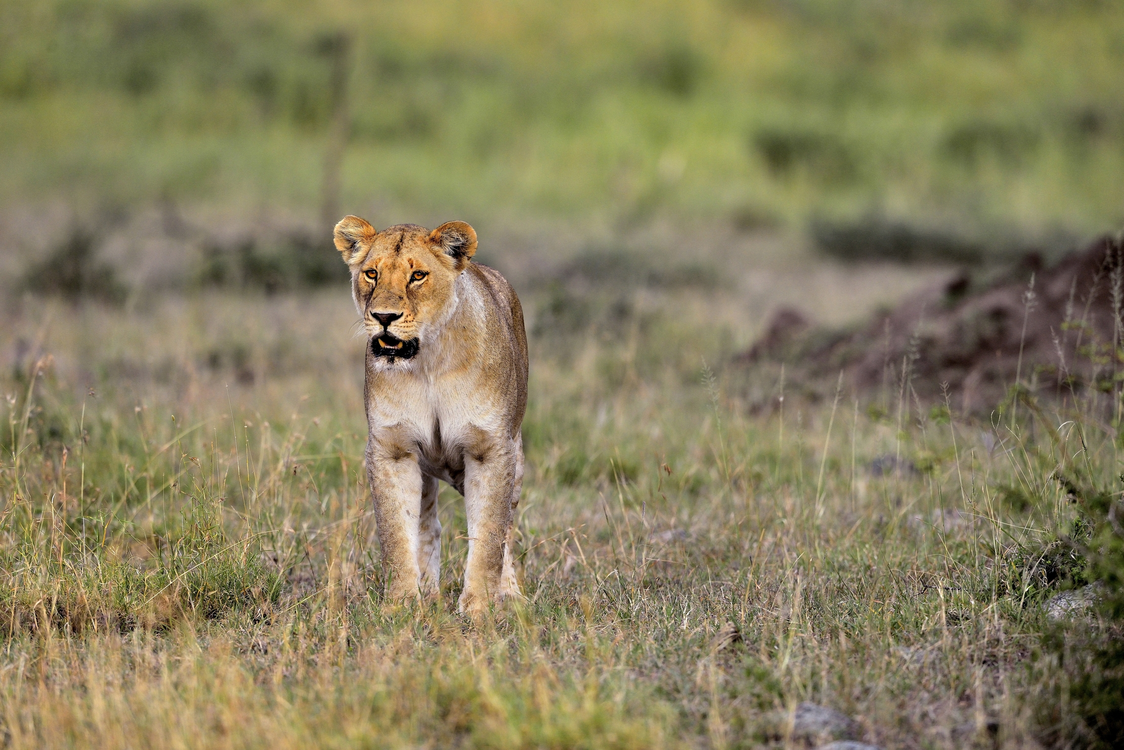 Tanzania 2015 - Lei....