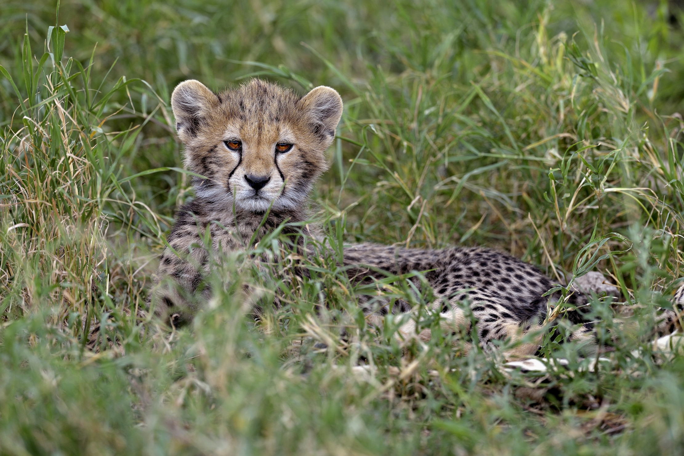 Tanzania 2015 - Cucciolo