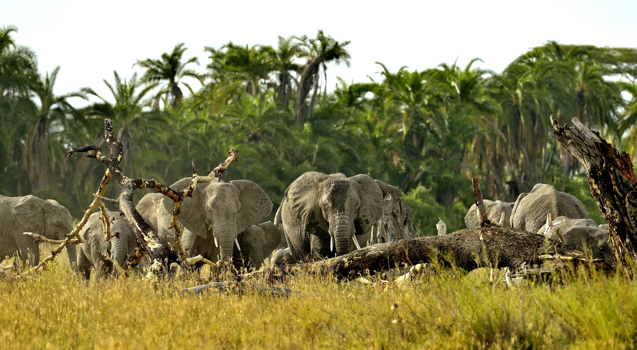 Tanzania 2015 - Elefanti