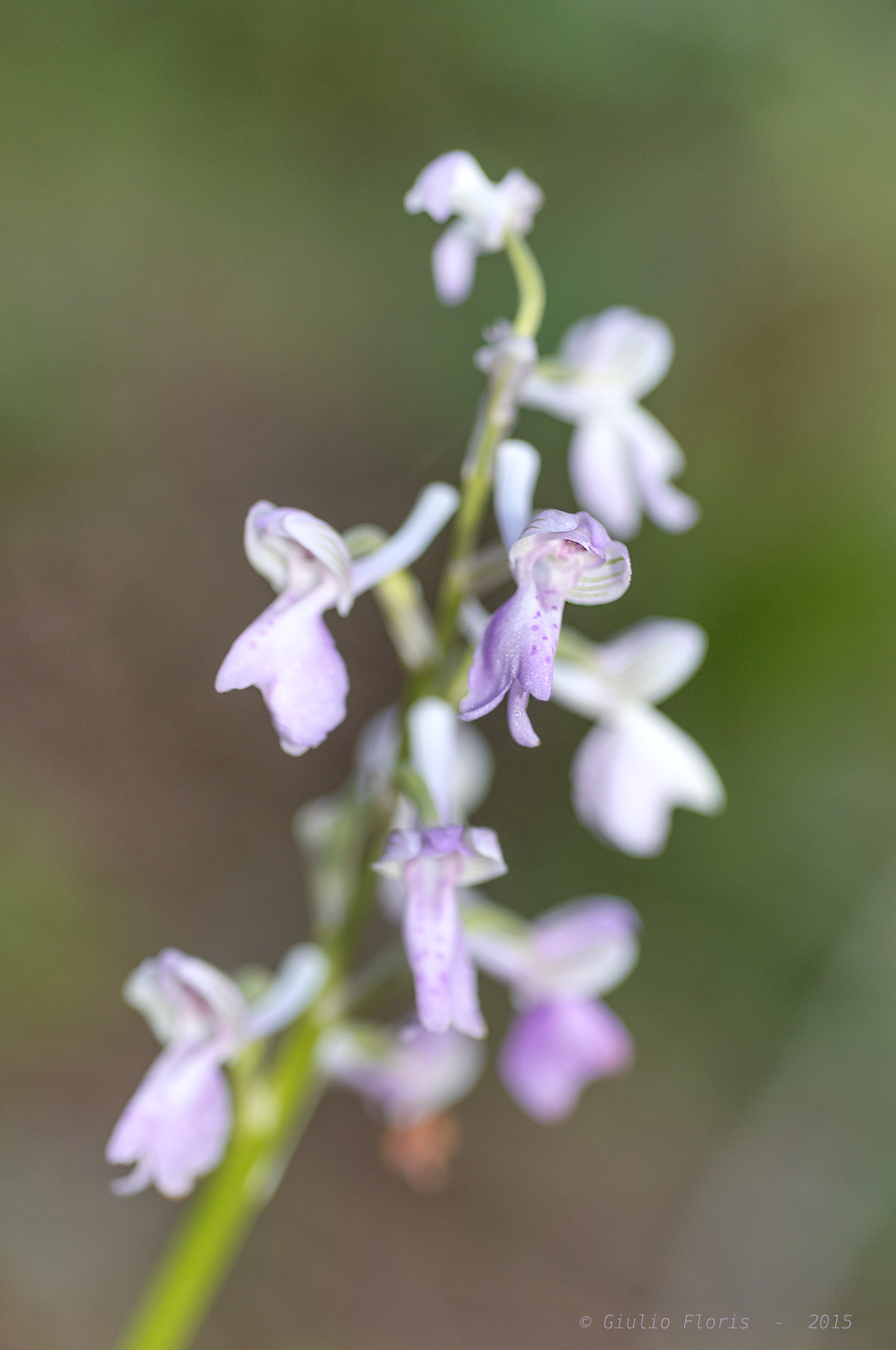 Anacamptis Longicornu