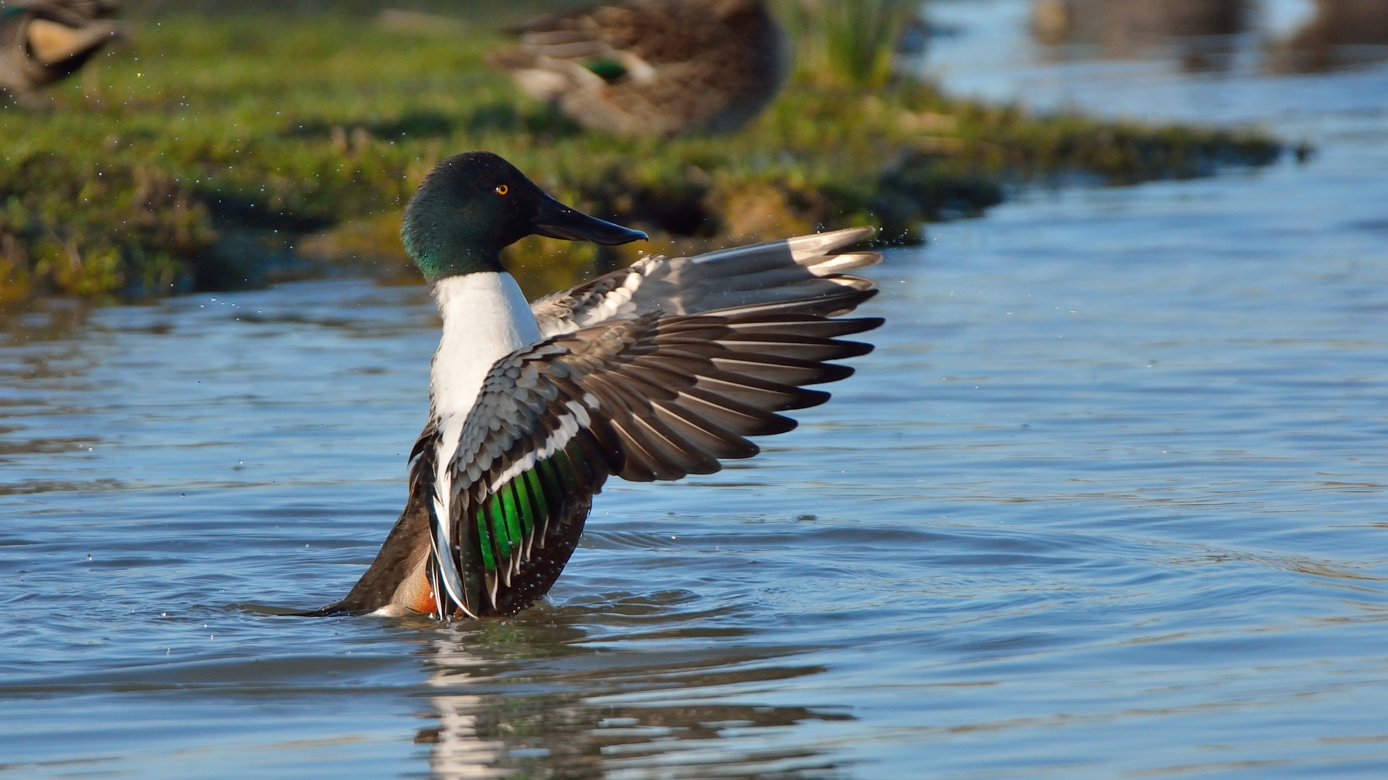 Shoveler ...