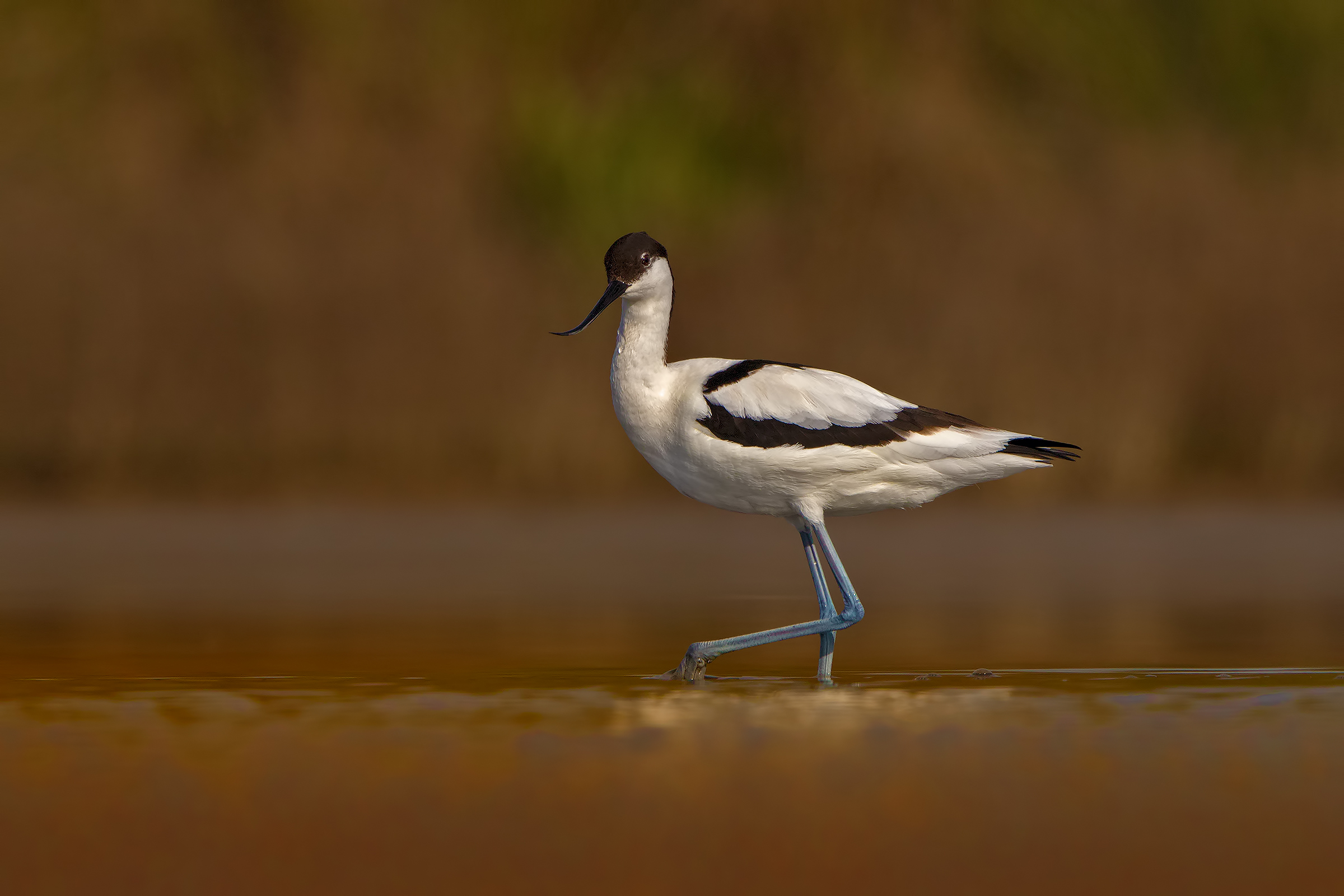 Avocetta ( no, perchè è troppo lontana... )
