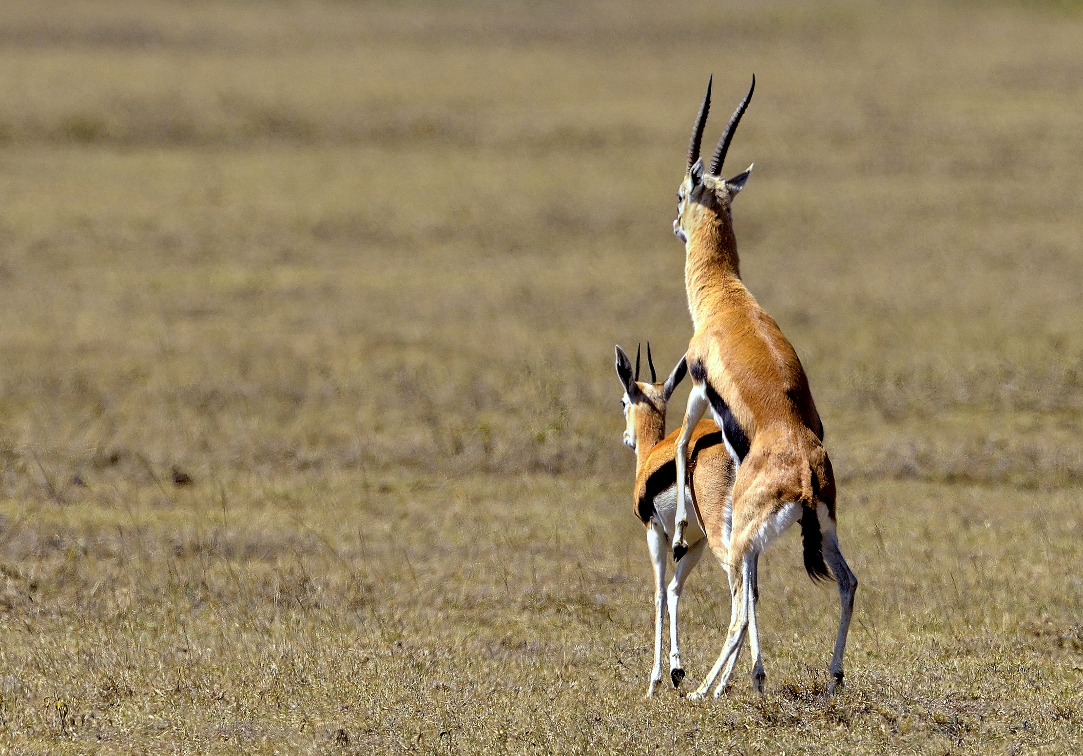 Tanzania 2015 - Scusate la schiena