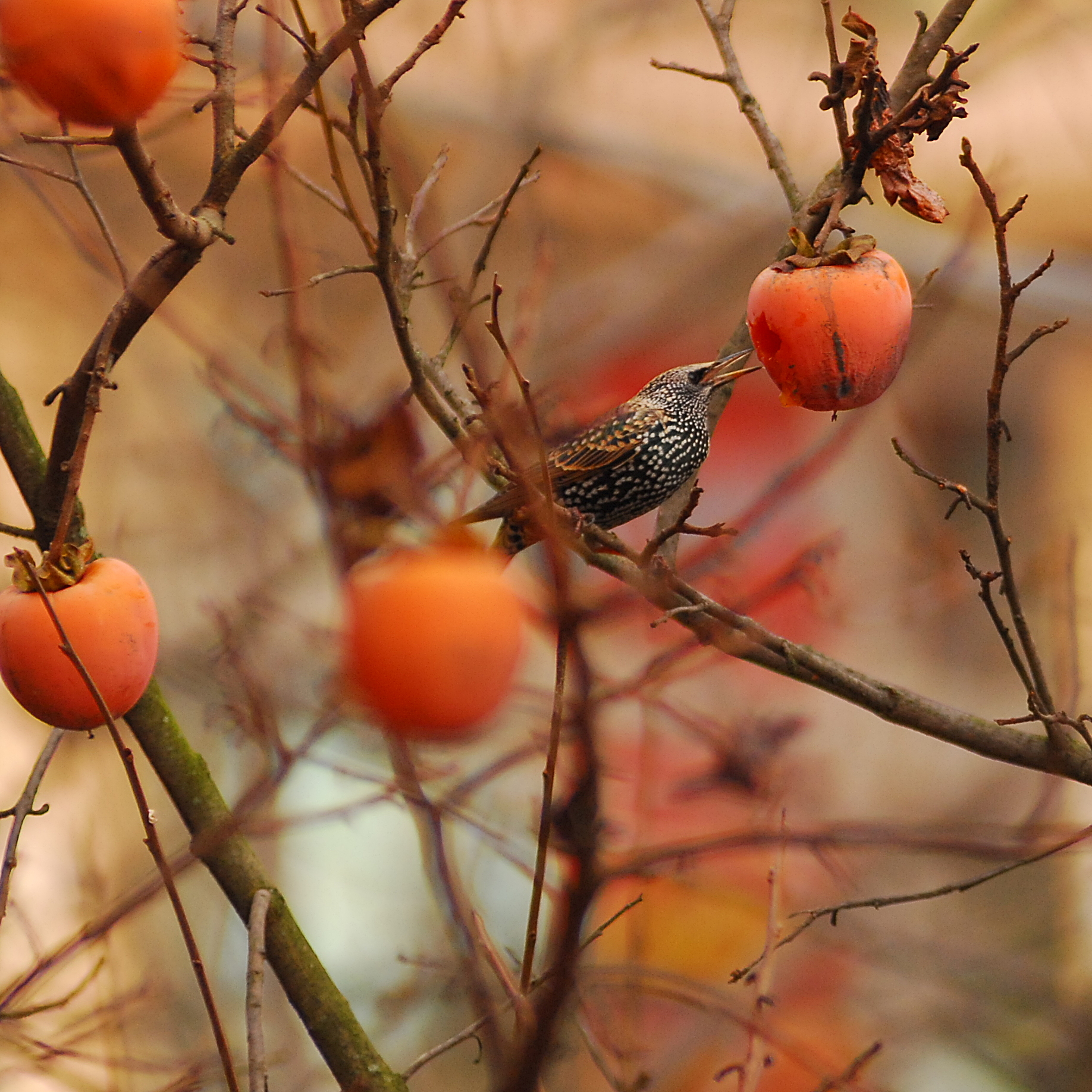 Starlings on khaki 2