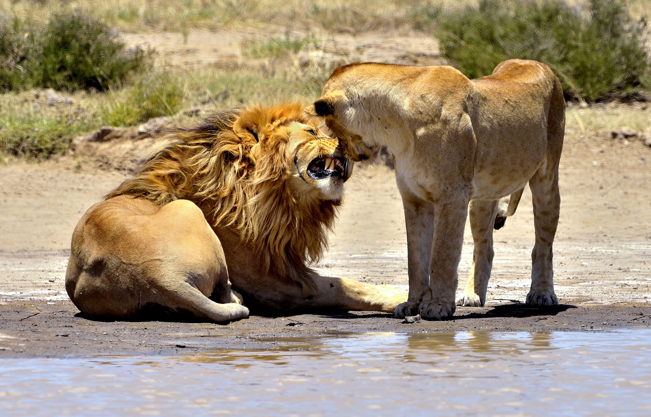 Tanzania 2015 - La coppia