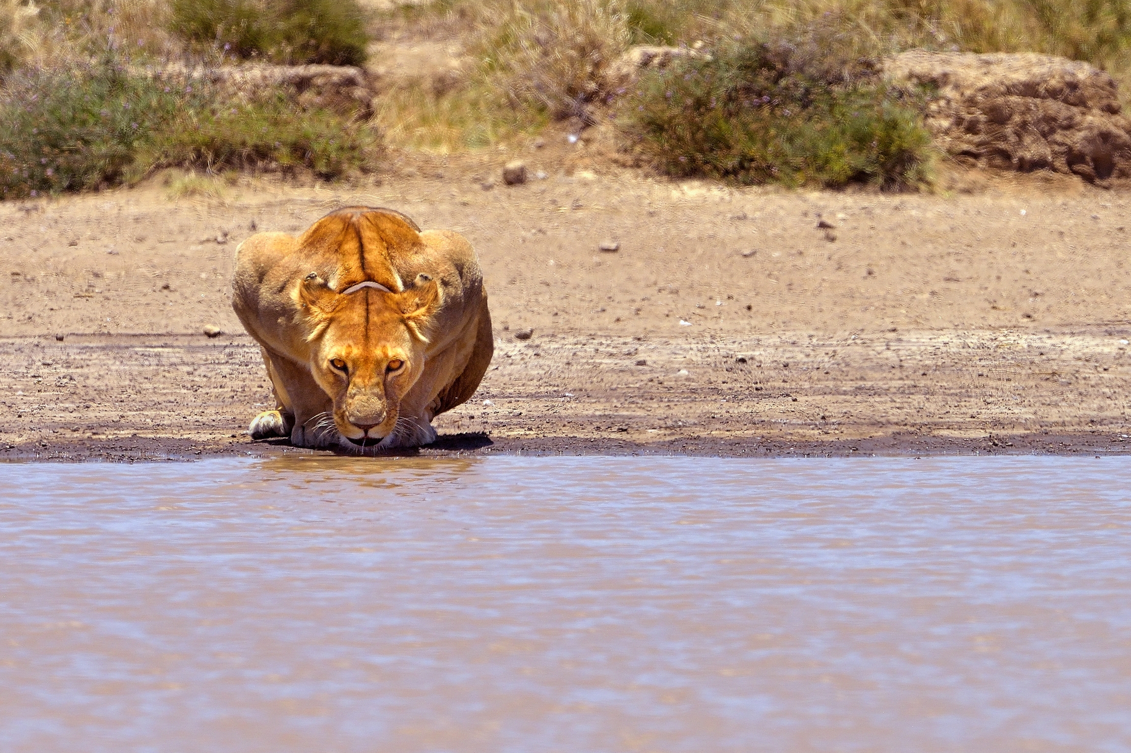 Tanzania 2015 - All'abbeverata 4