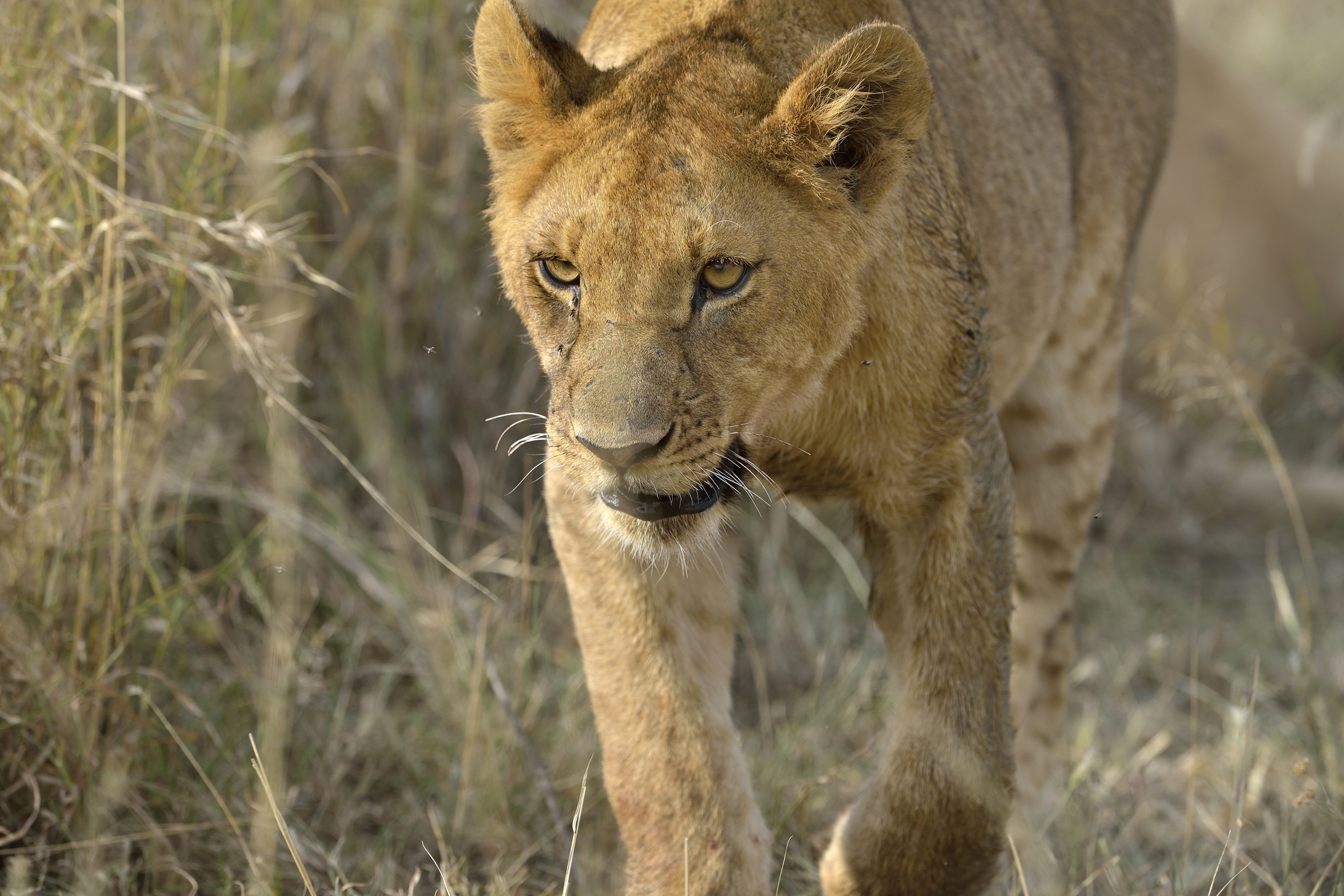 Tanzania 2015 - Primo piano