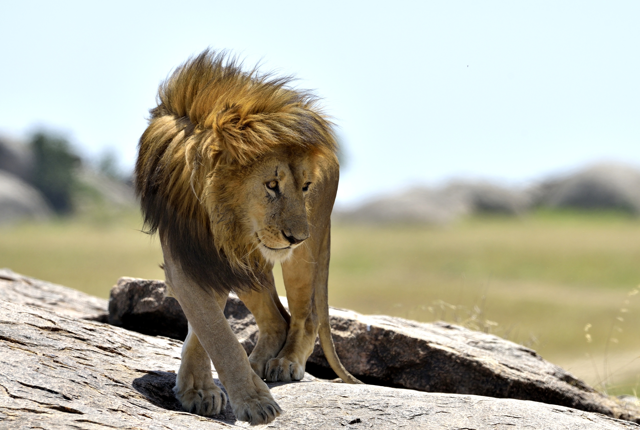 Tanzania 2015 - Passi