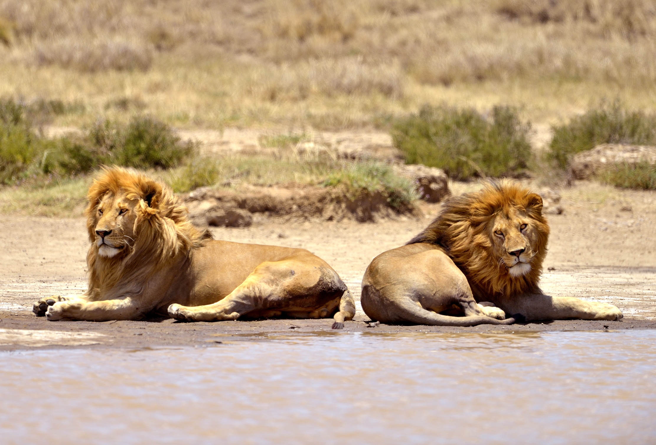 Tanzania 2015 - Ancora i fratelloni