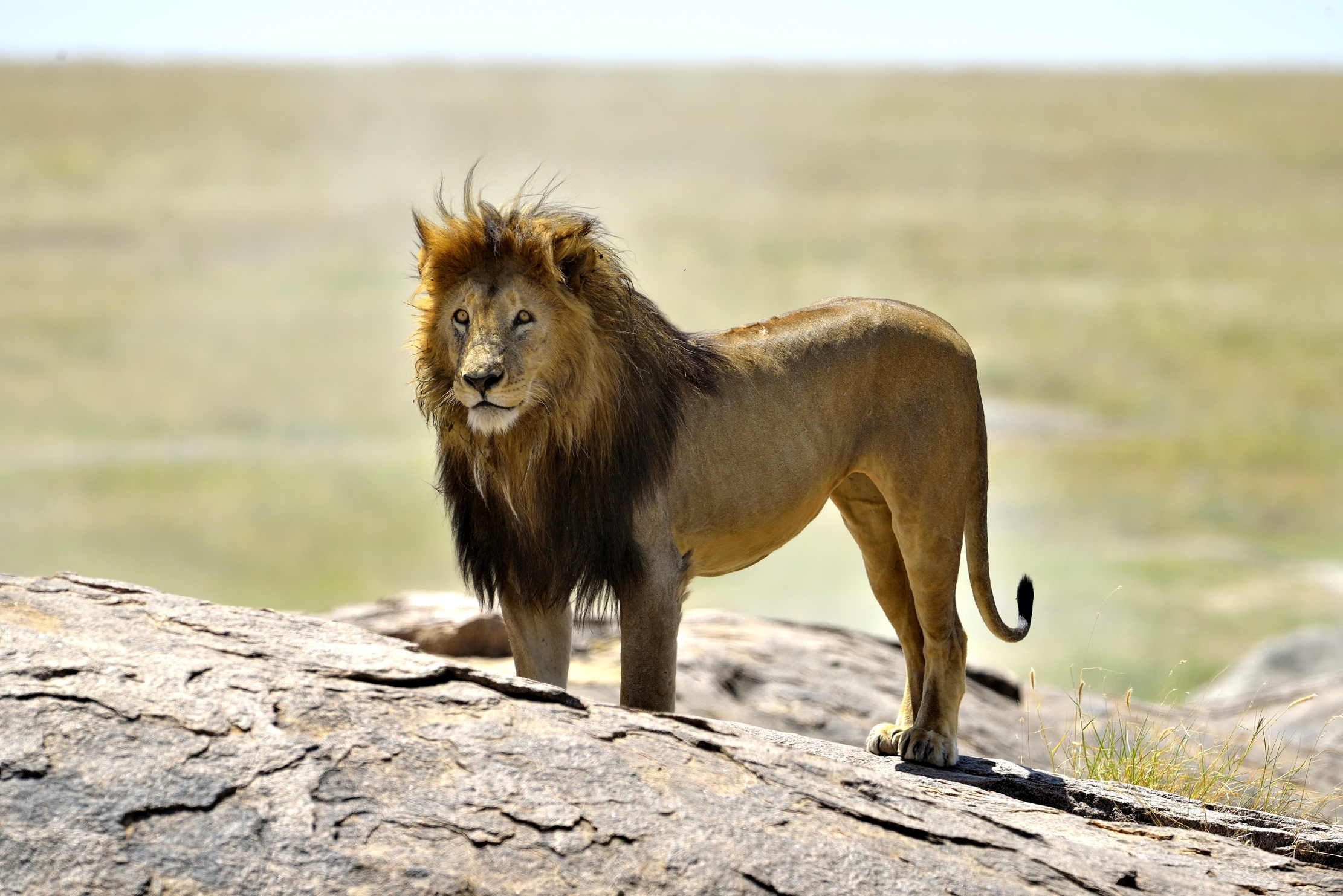 Tanzania 2015 - Leone