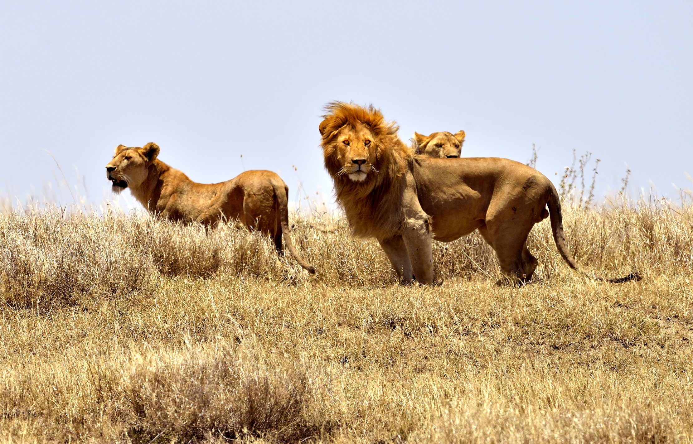 Tanzania 2015 - Leoni