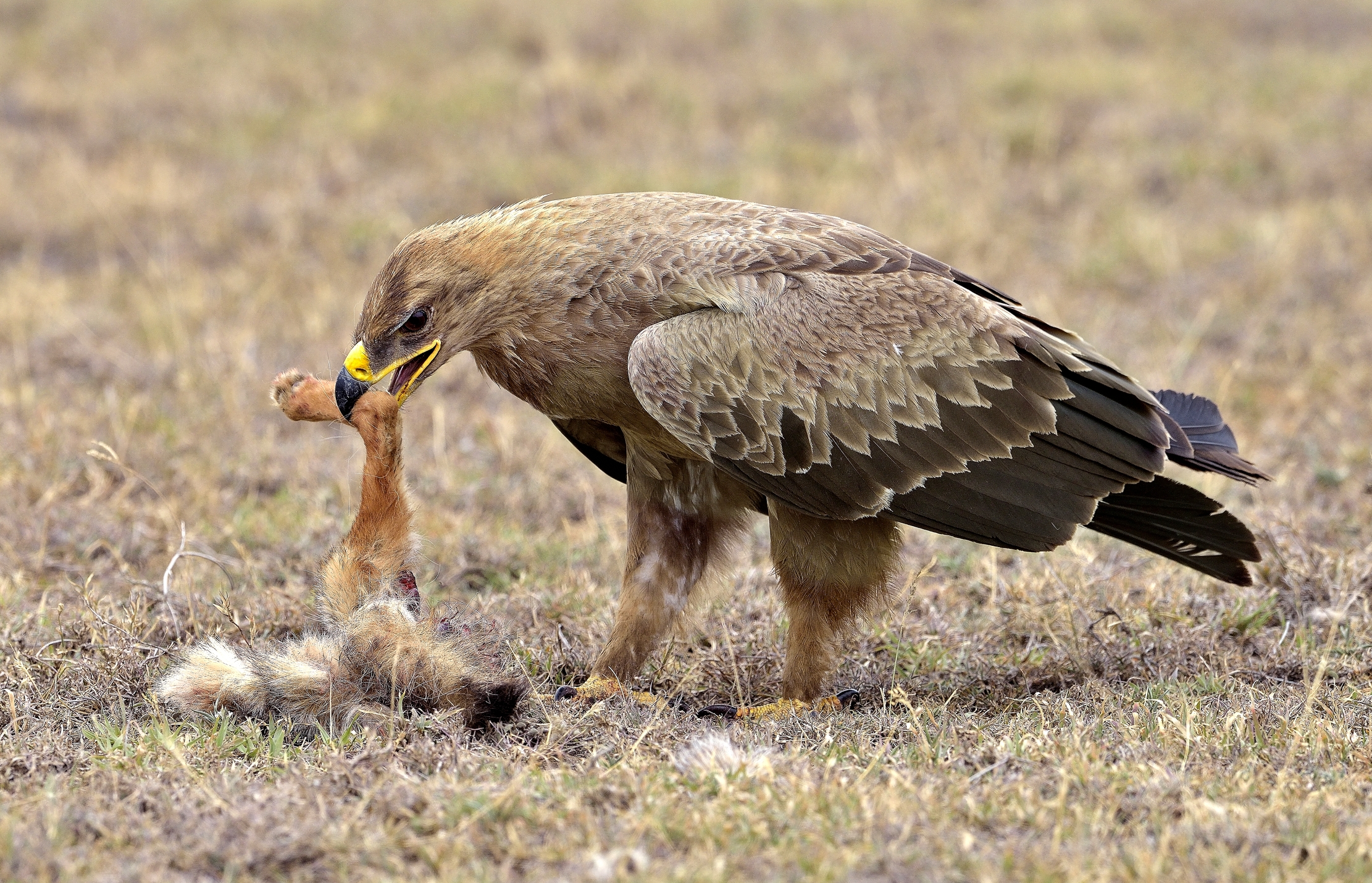 Tanzania 2015 - Aquila della steppa con preda