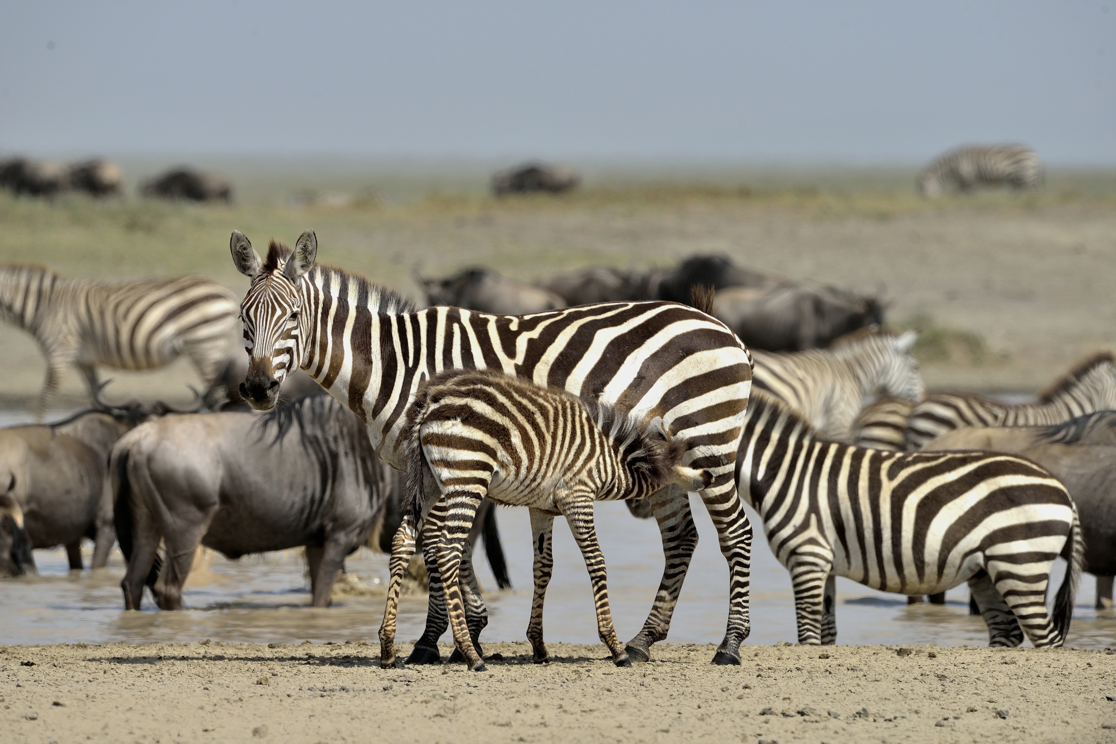 Tanzania 2015 - Migrando...