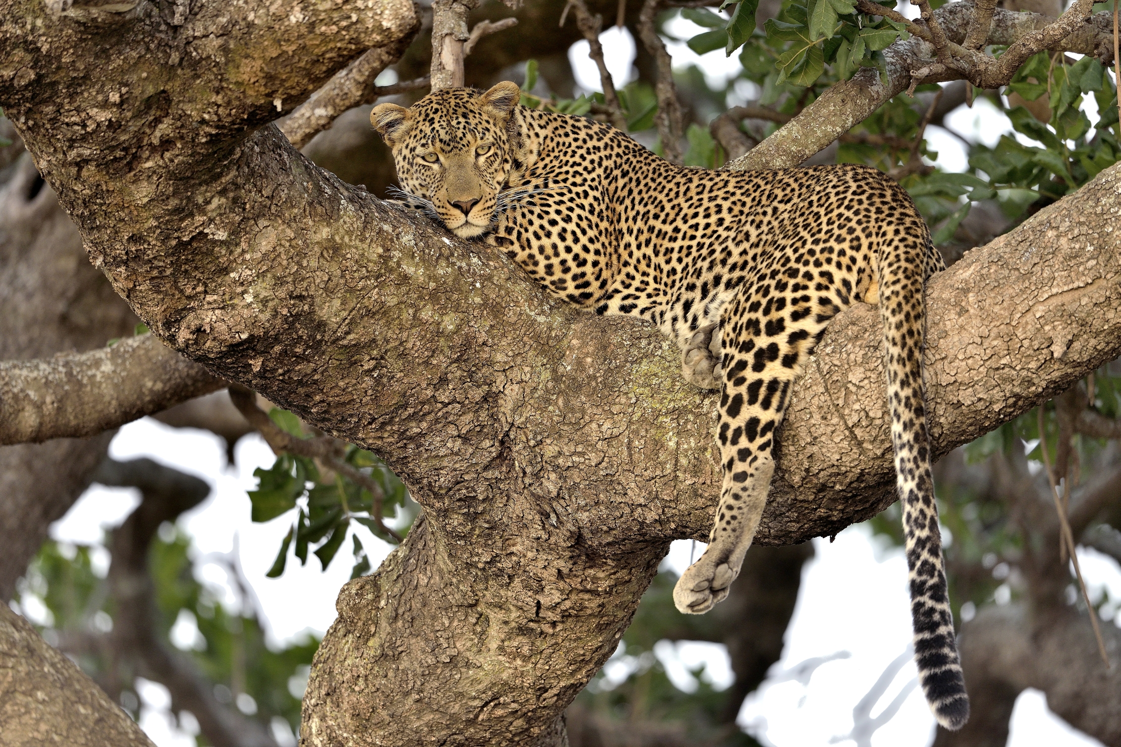 Tanzania 2015 - Leopardo
