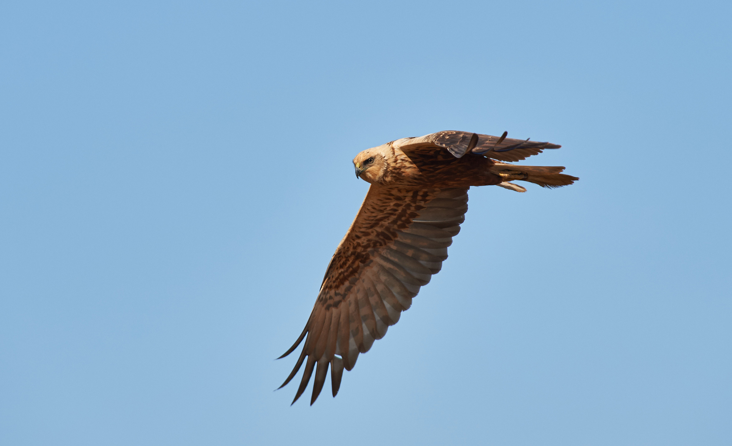 Falco di palude ravvicinato