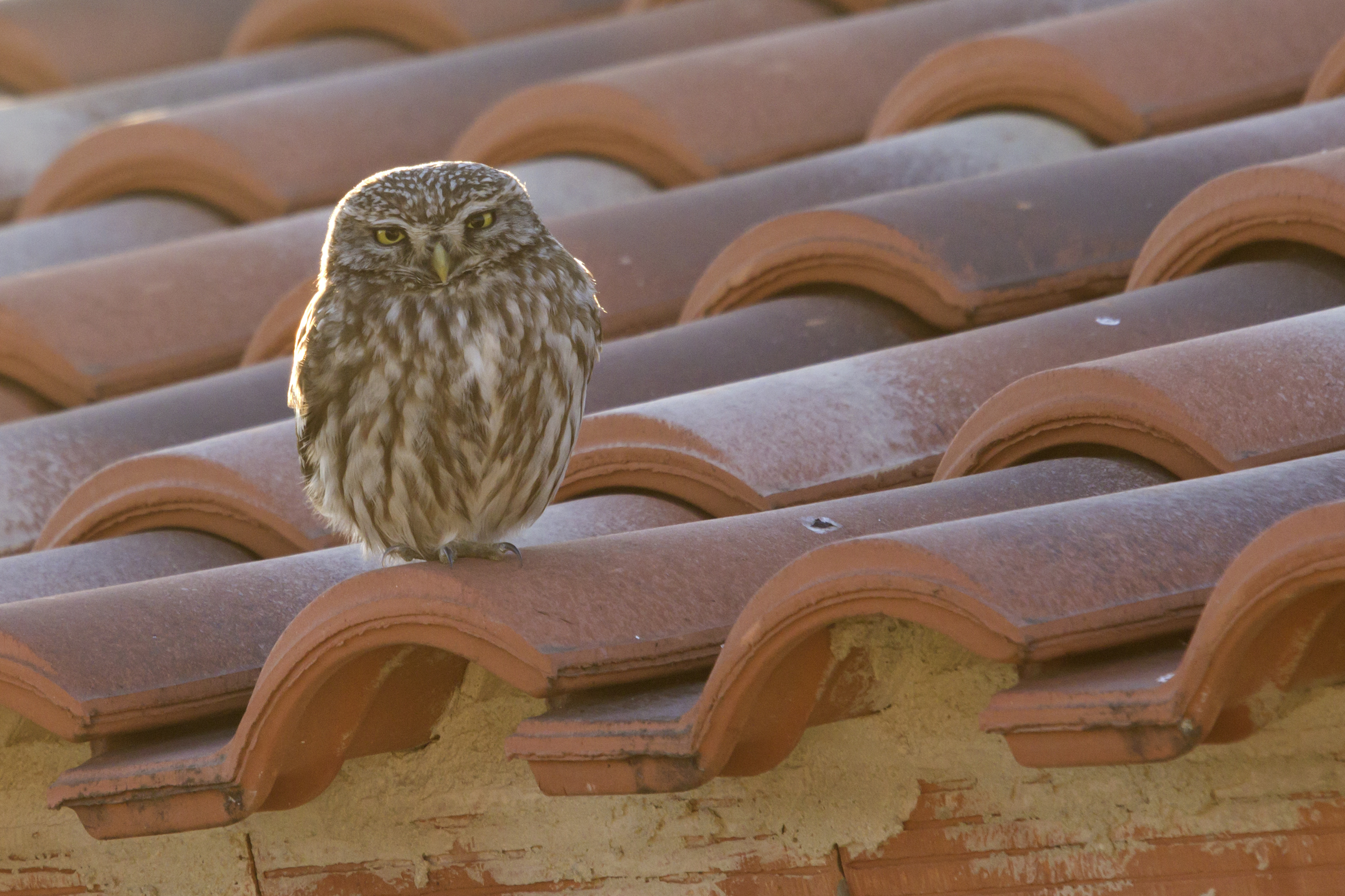 civetta in controluce