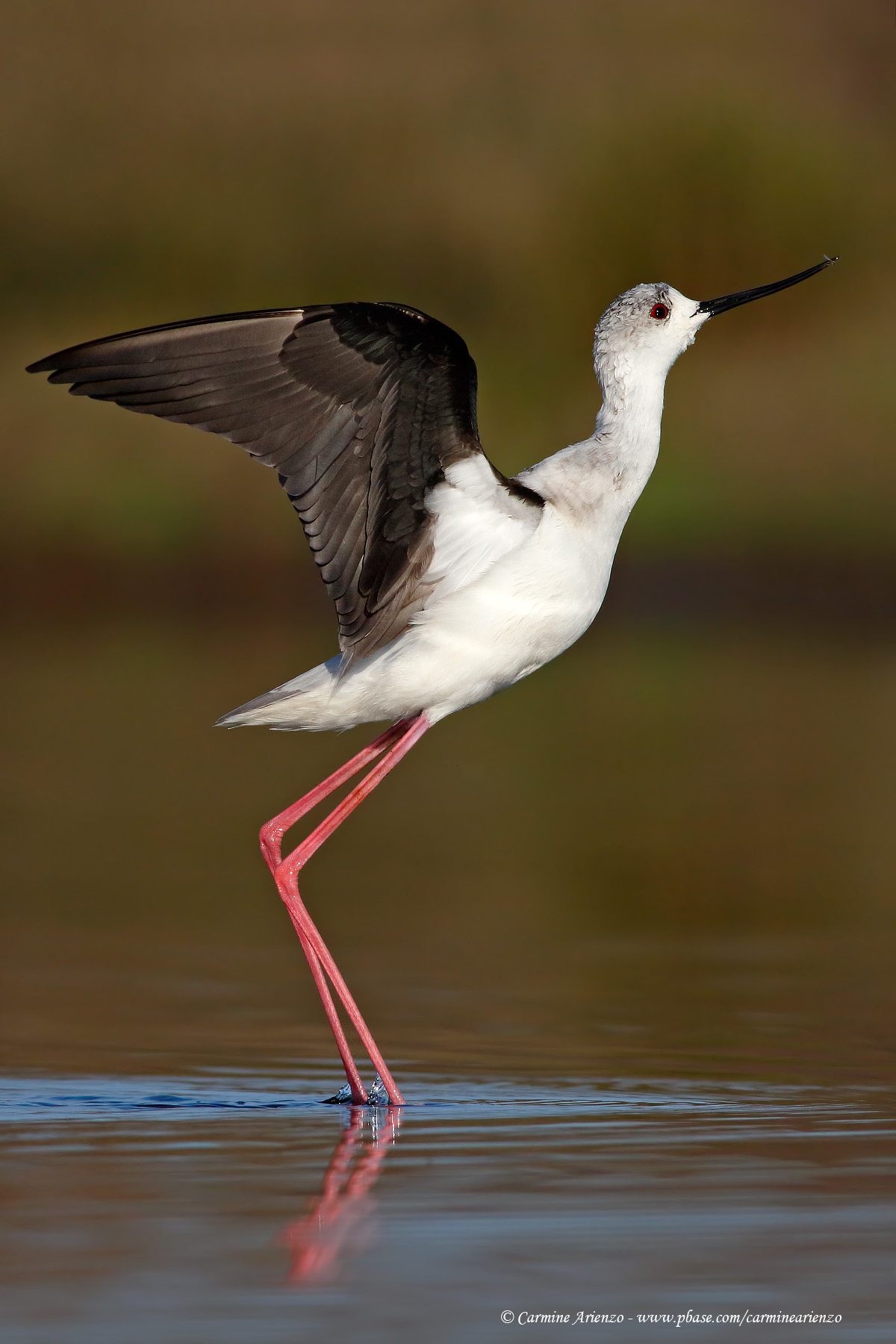 Cavaliere d'Italia con moscerino