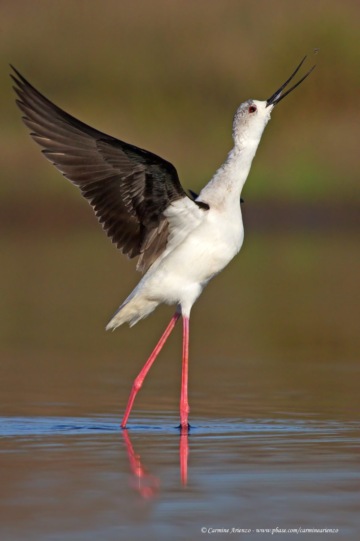 Cavaliere d'Italia con moscerino