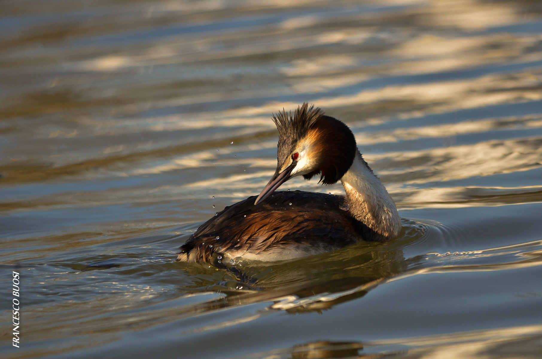 the portrait (grebes)