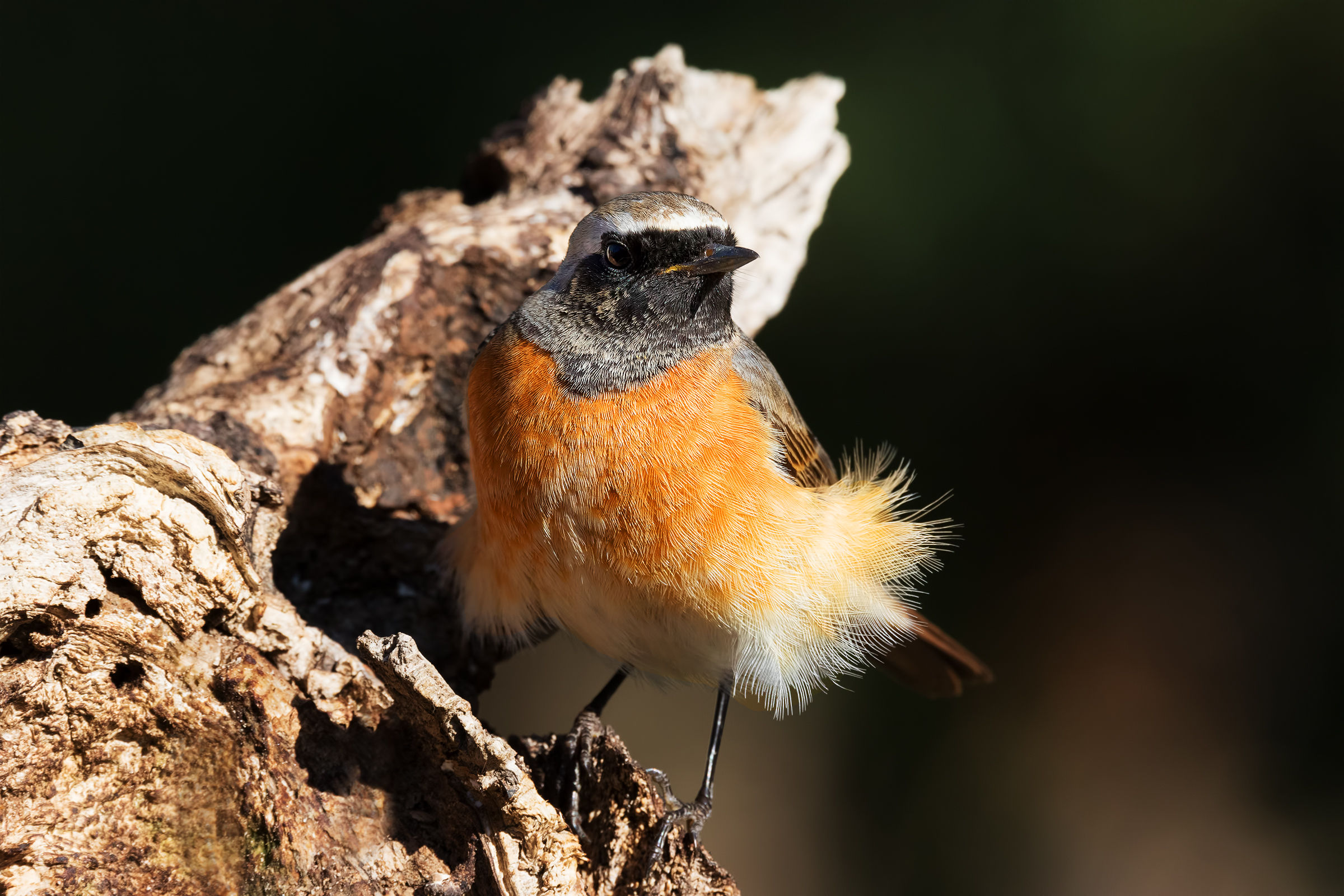 Codirosso comune spettinato