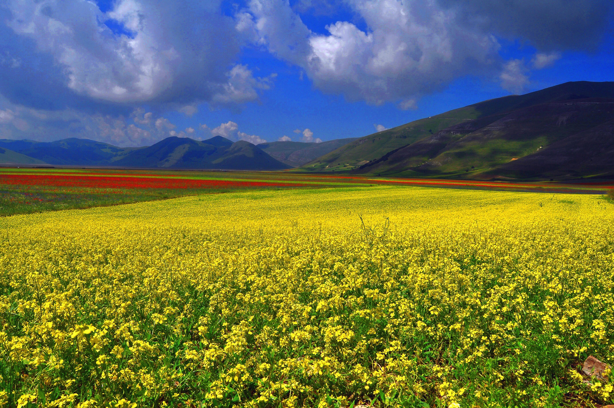 Fioritura a Castelluccio di Norcia