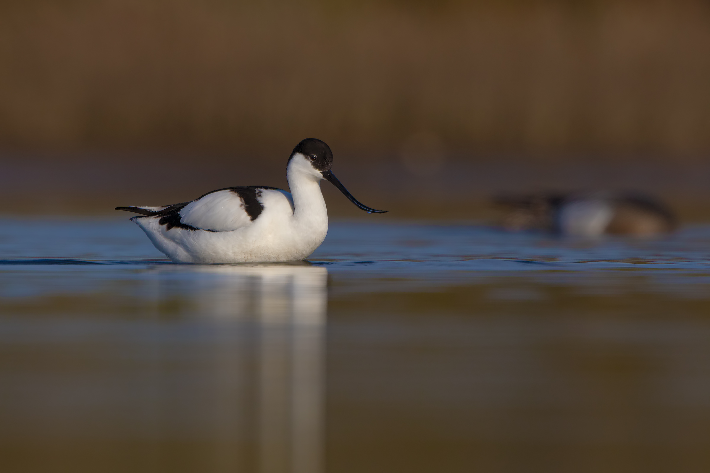 Avocetta