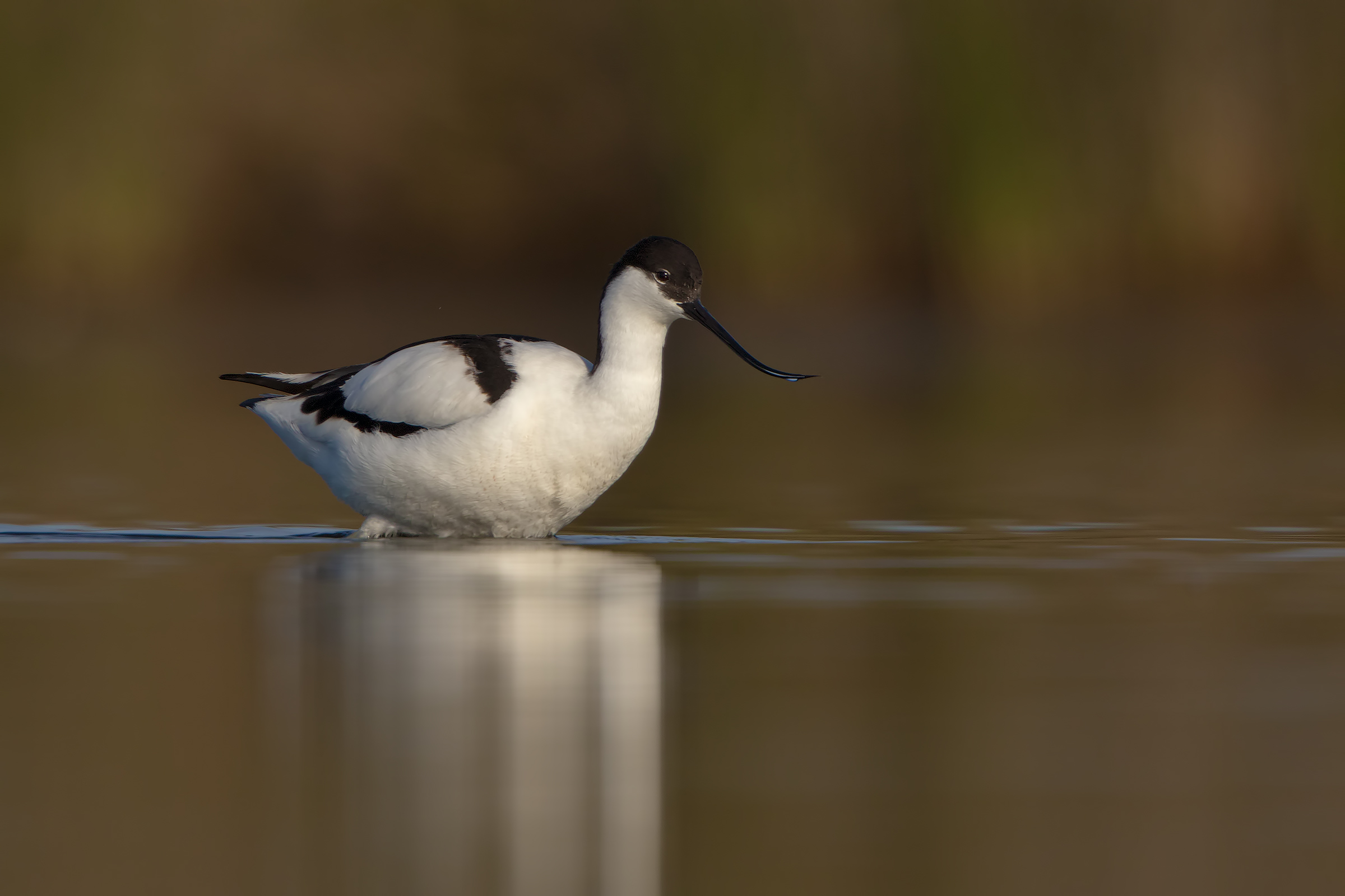 Avocetta