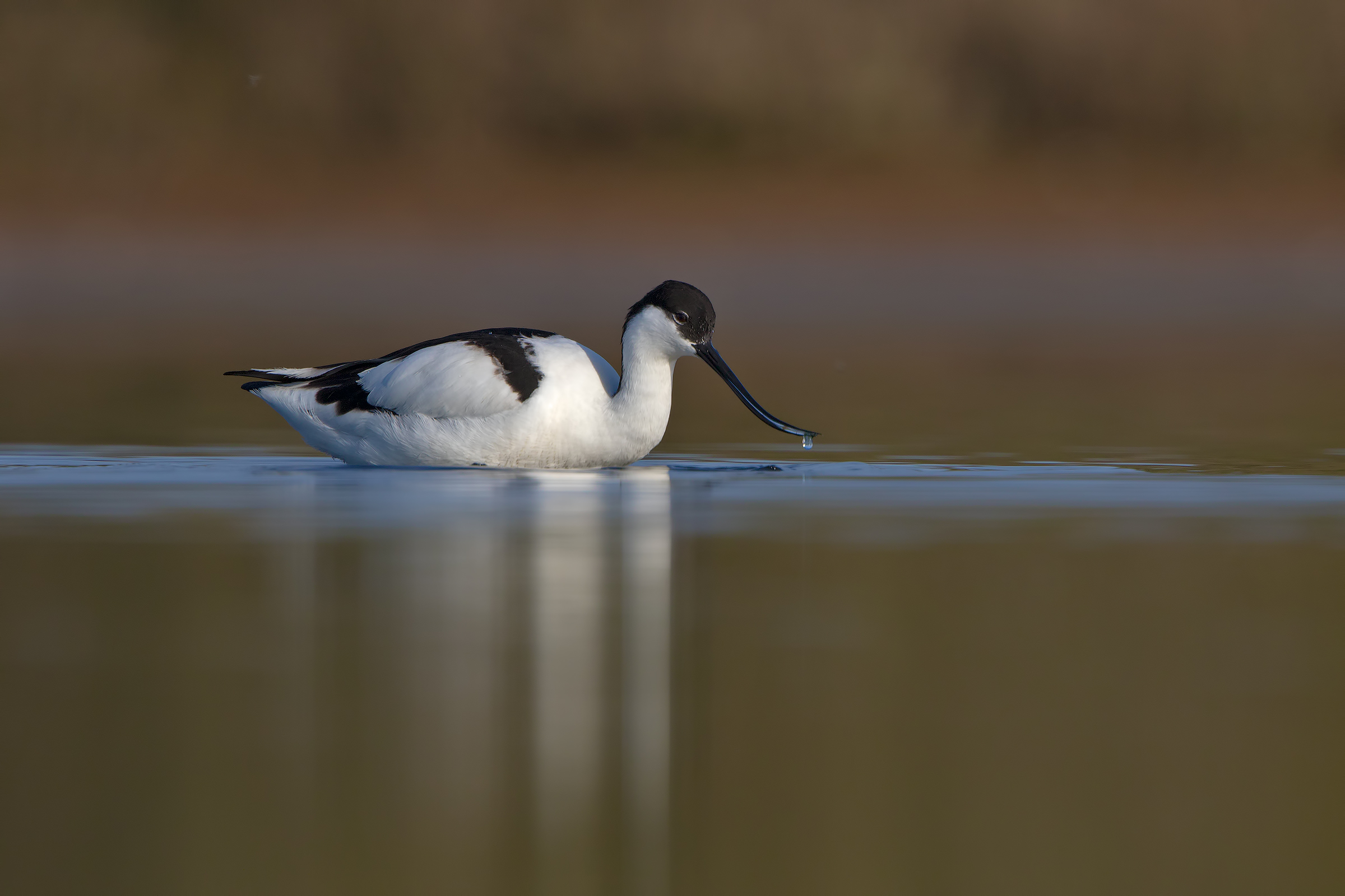Avocetta