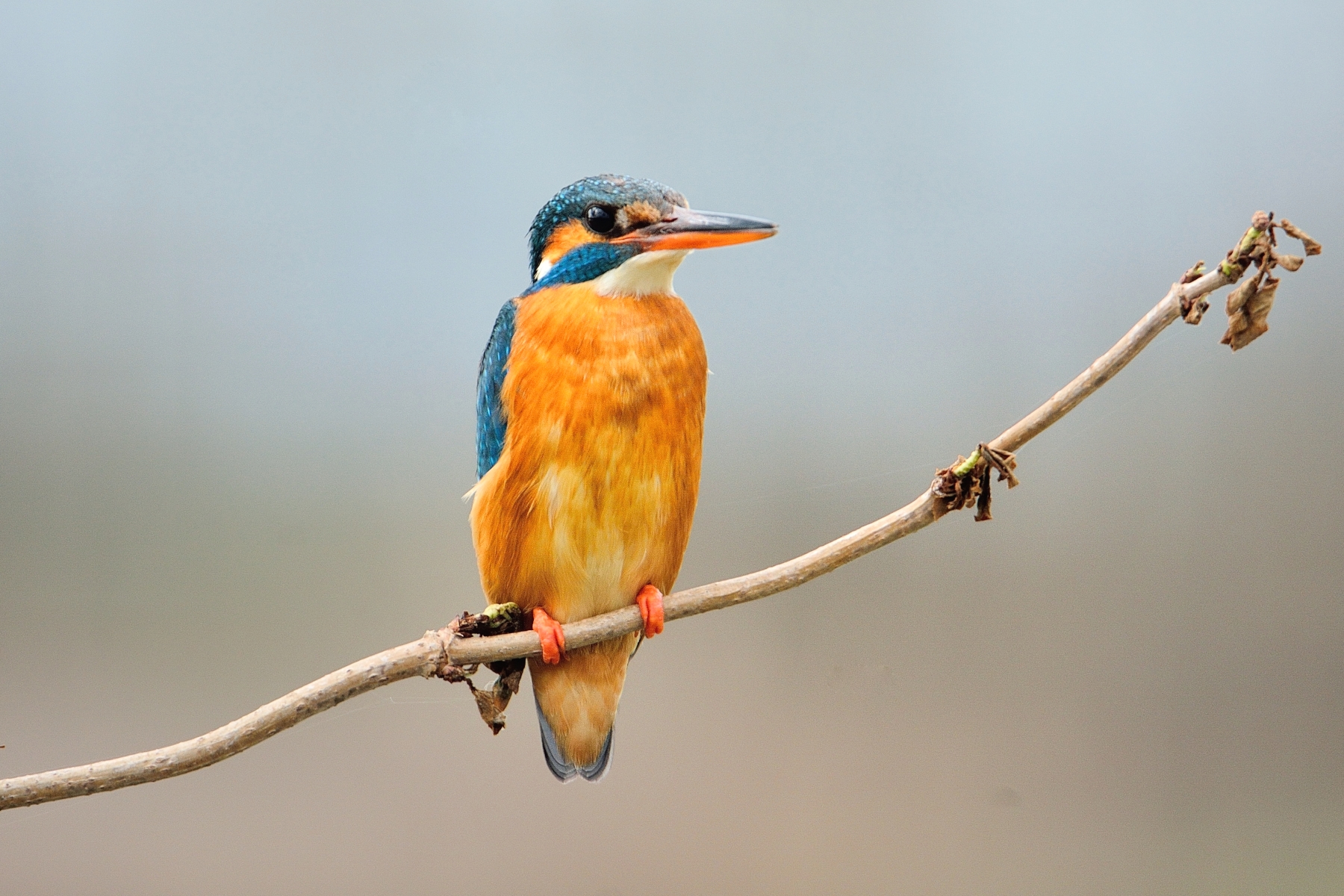 Kingfisher