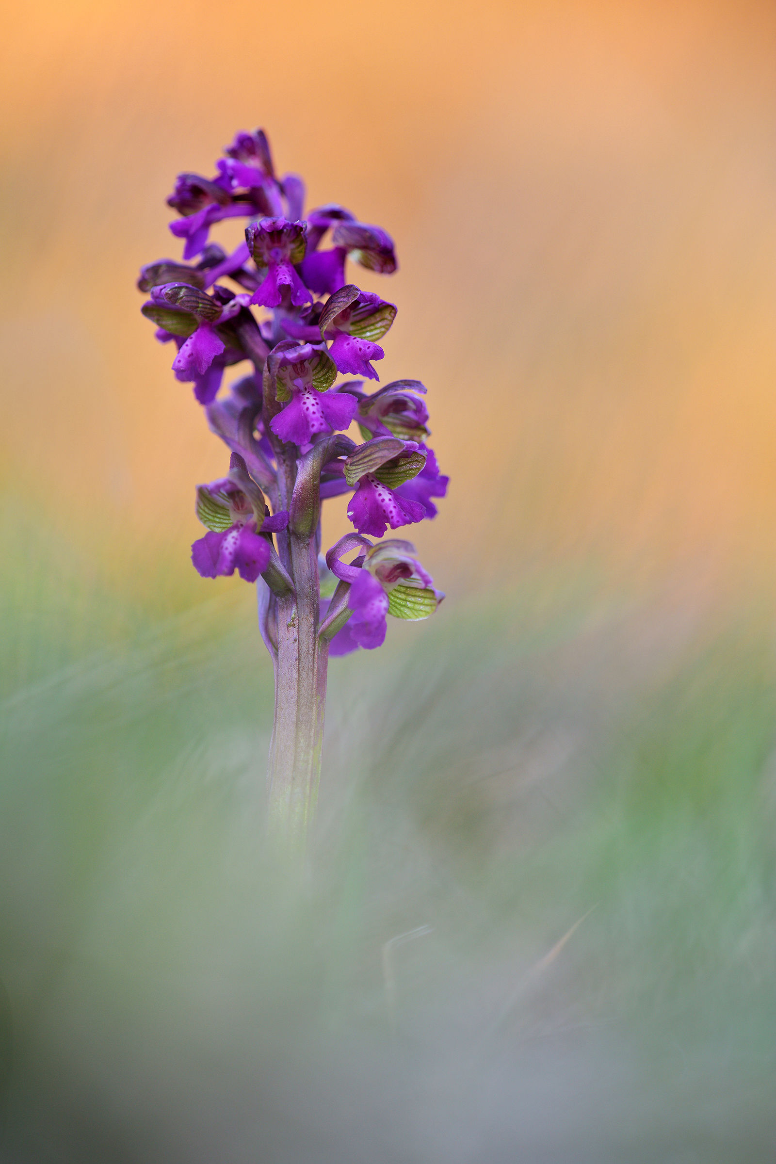 Anacamptis morio