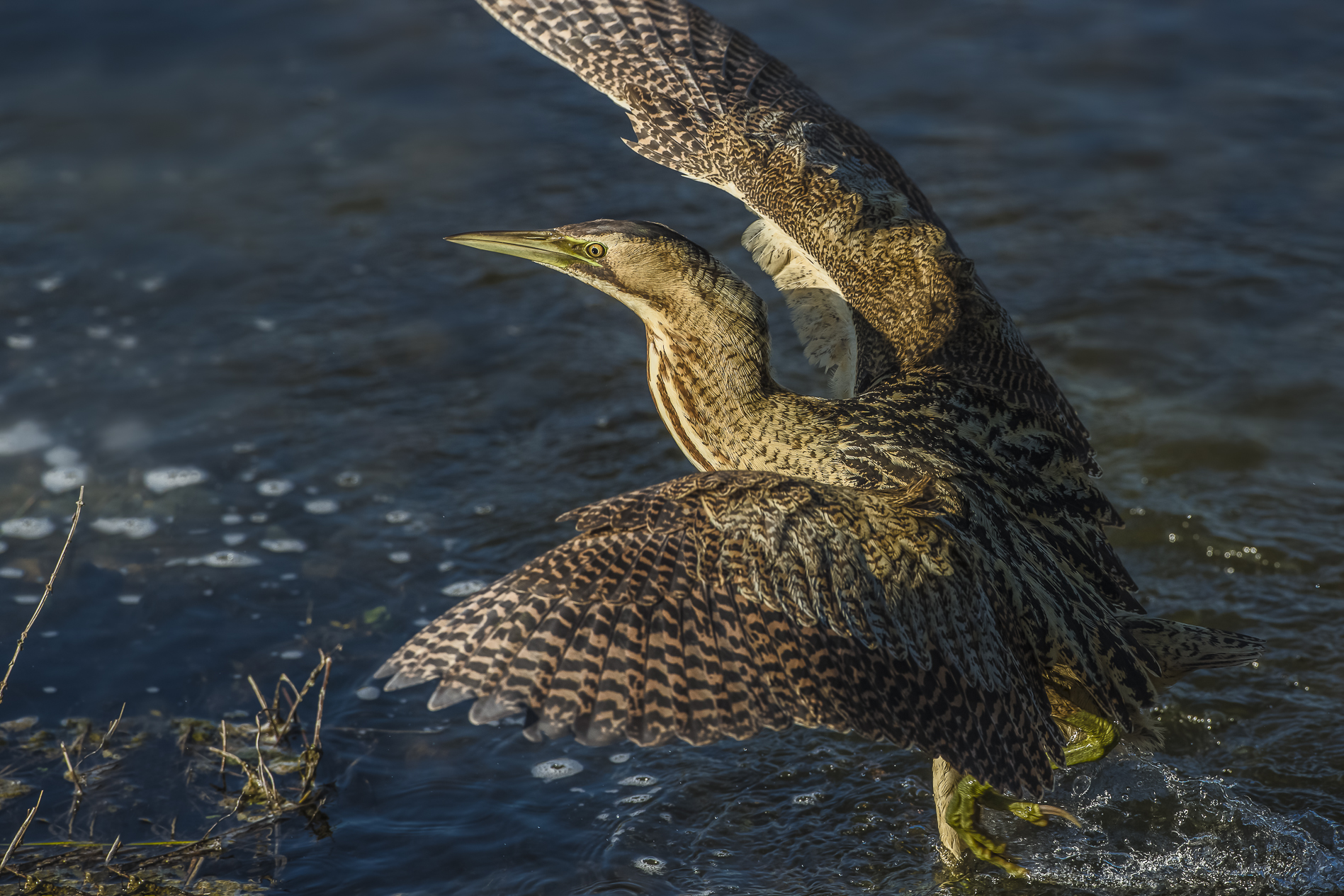 bittern